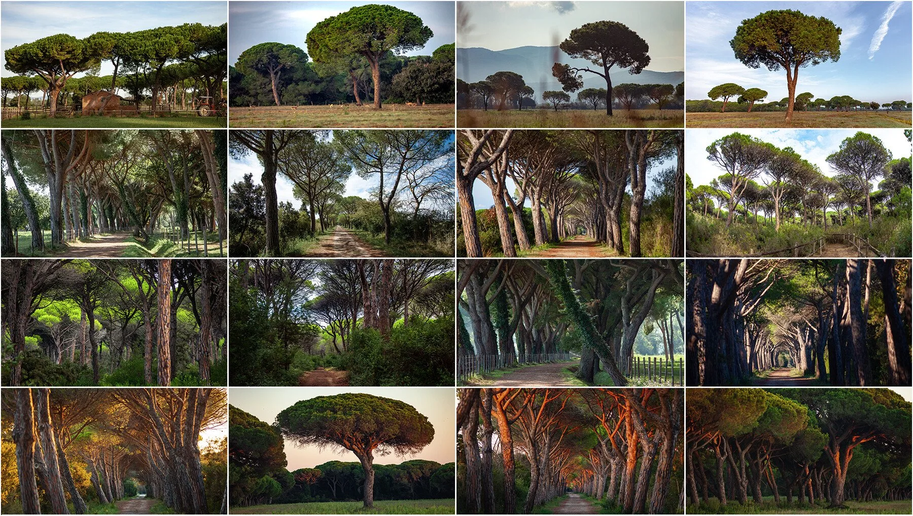 640+ Tuscan Sights Reference Pictures