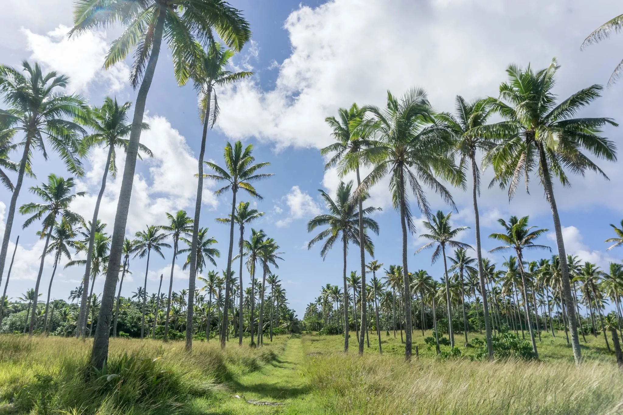 156 photos of Coconut Palm Tree