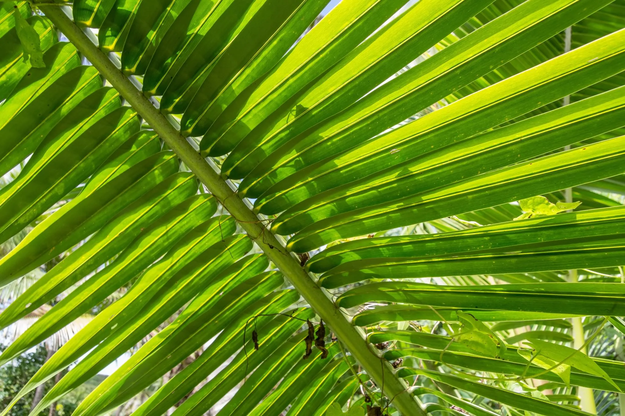 156 photos of Coconut Palm Tree