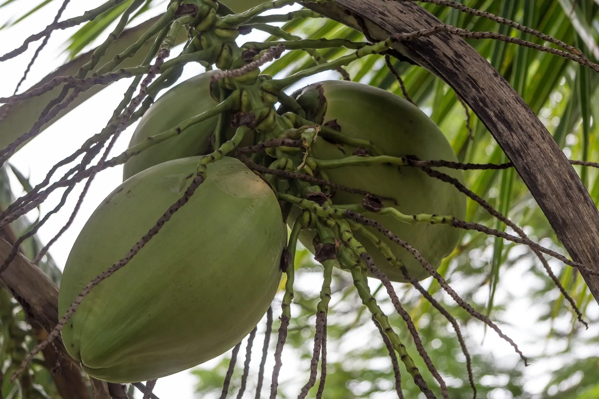 156 photos of Coconut Palm Tree