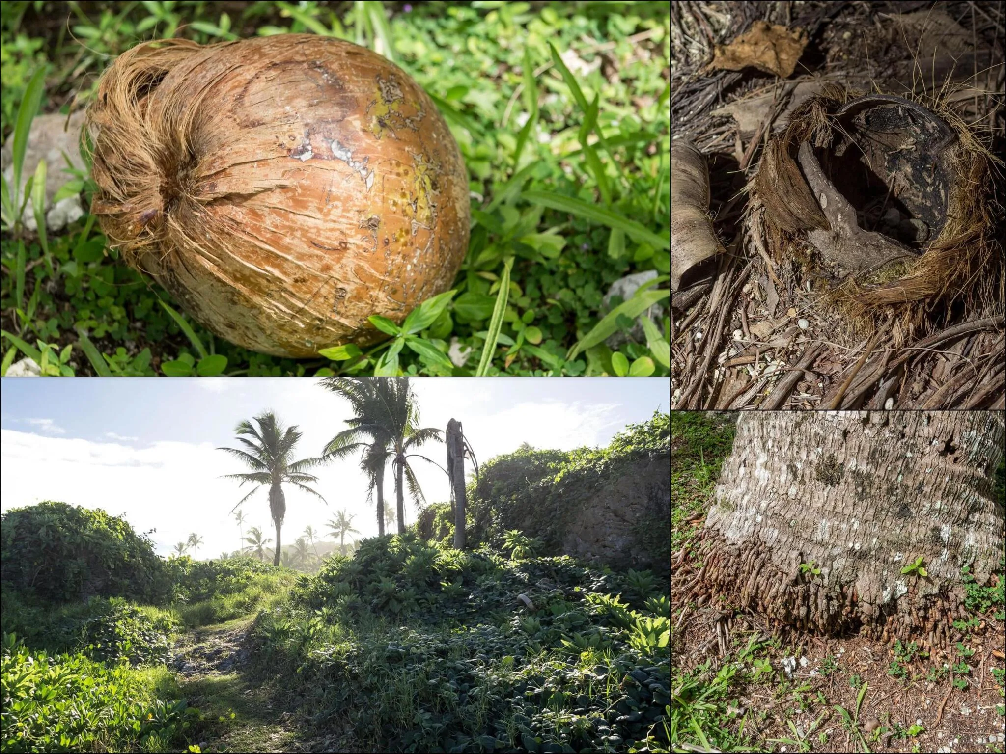 156 photos of Coconut Palm Tree