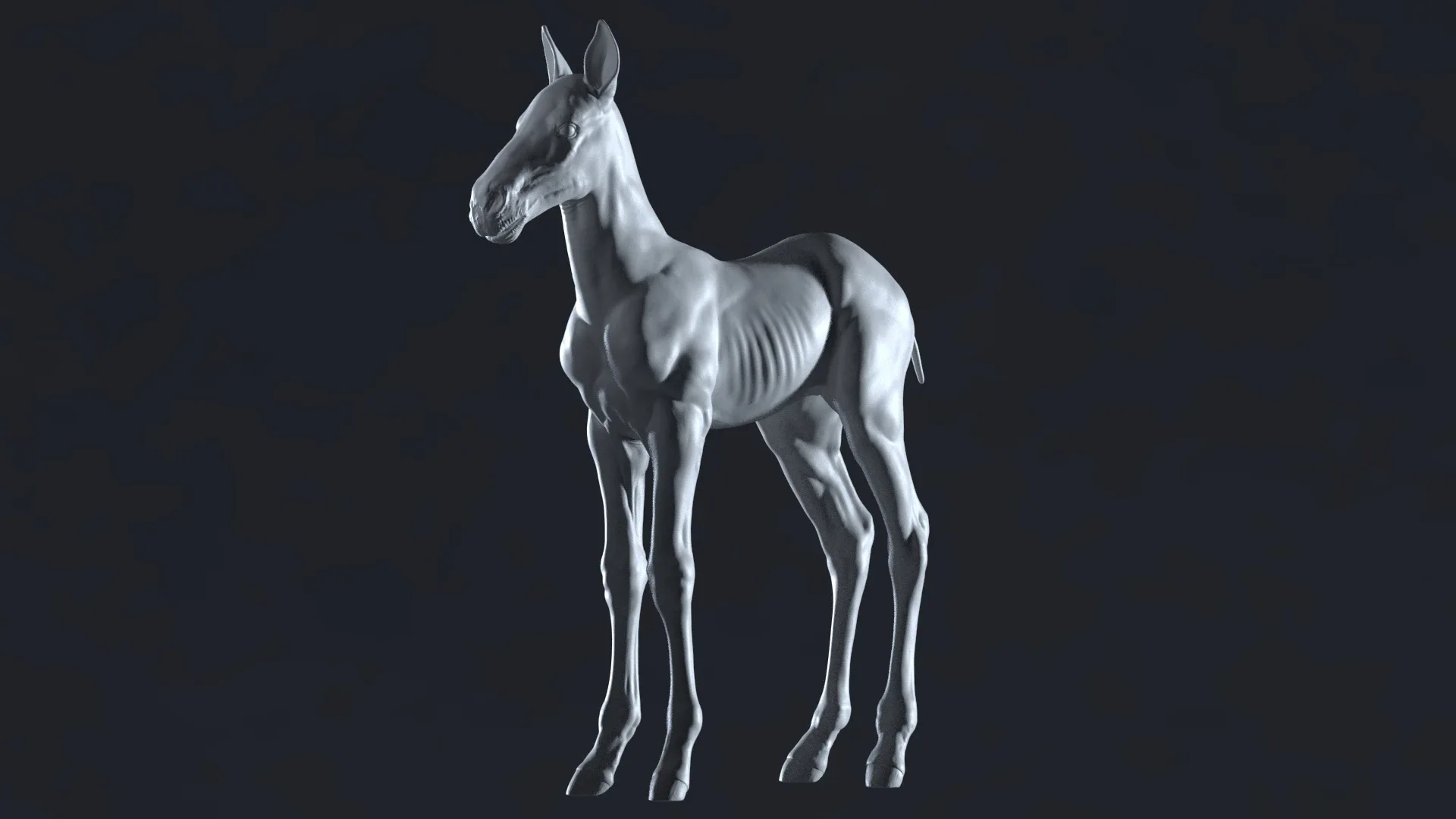 Horse Foal Sculpt