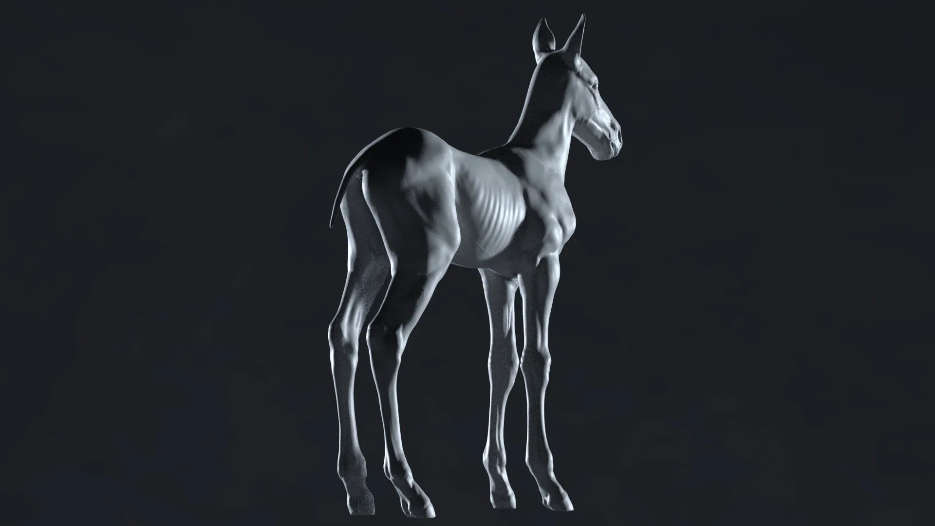 Horse Foal Sculpt