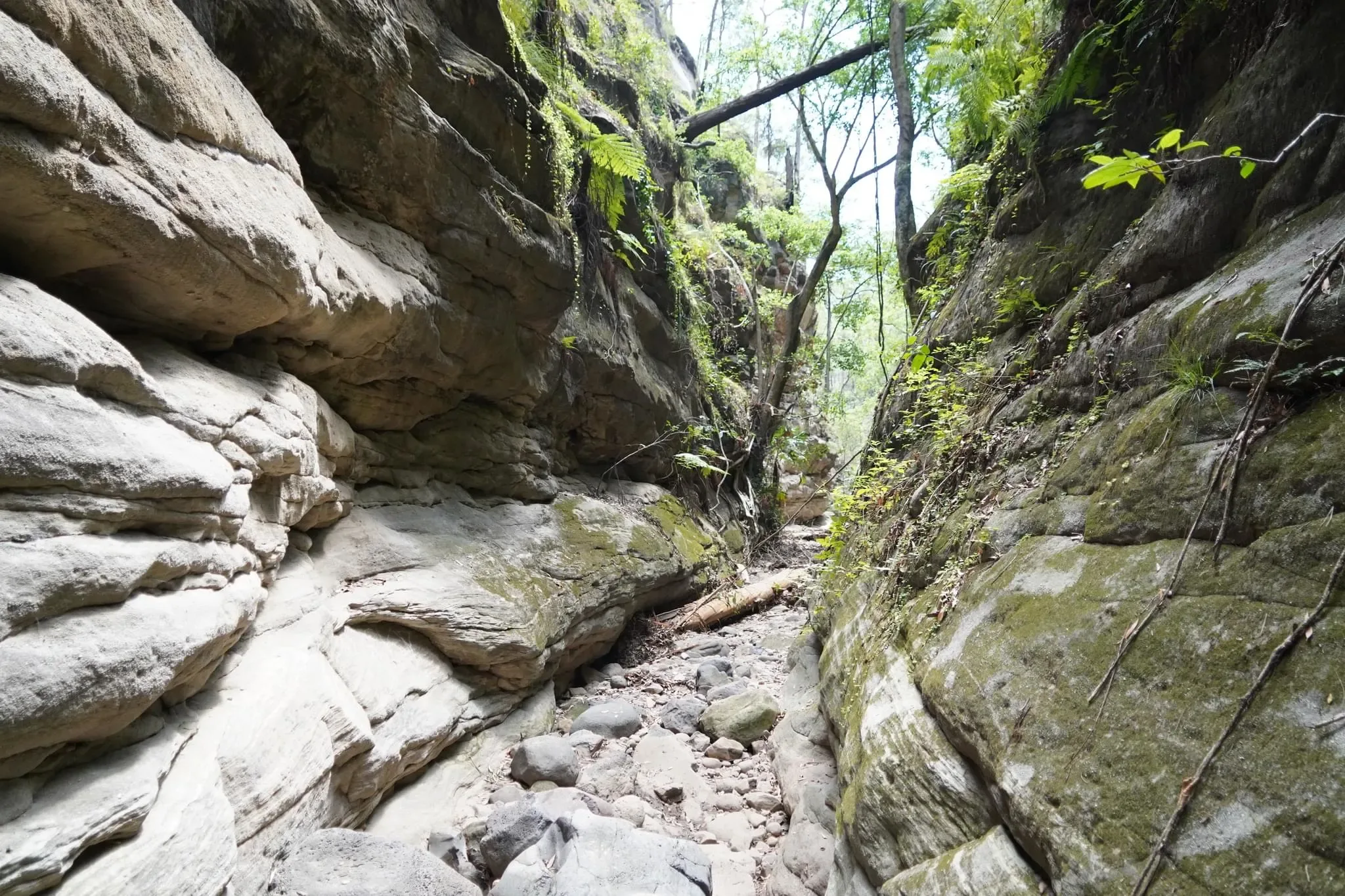 319 photos of Overgrowing Bulging Narrow Canyon