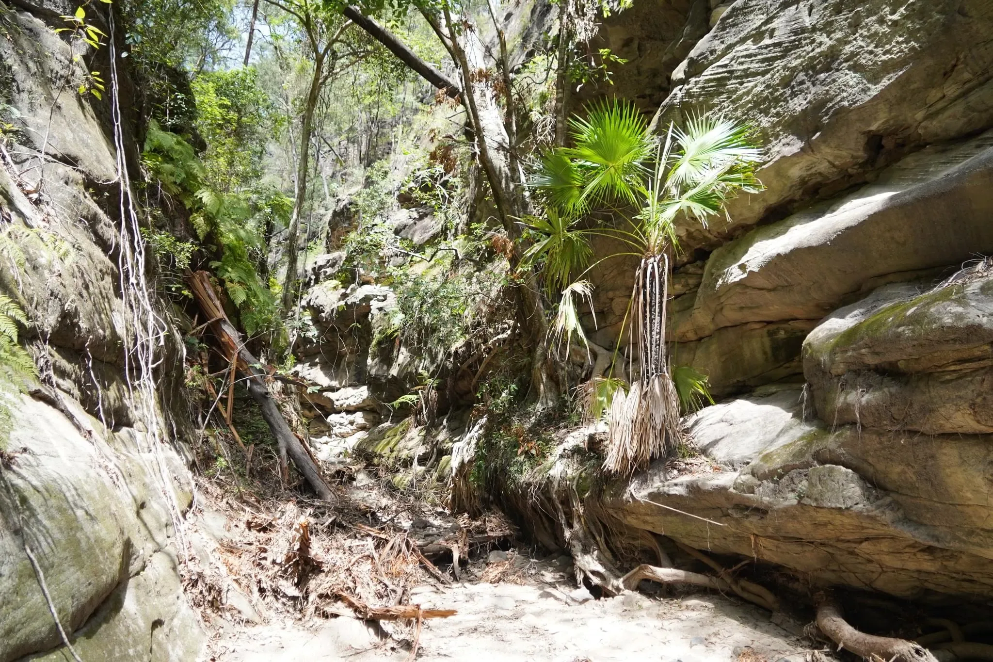 319 photos of Overgrowing Bulging Narrow Canyon