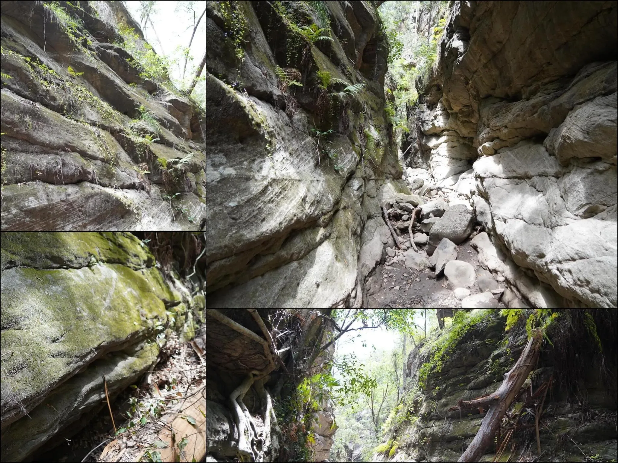 319 photos of Overgrowing Bulging Narrow Canyon