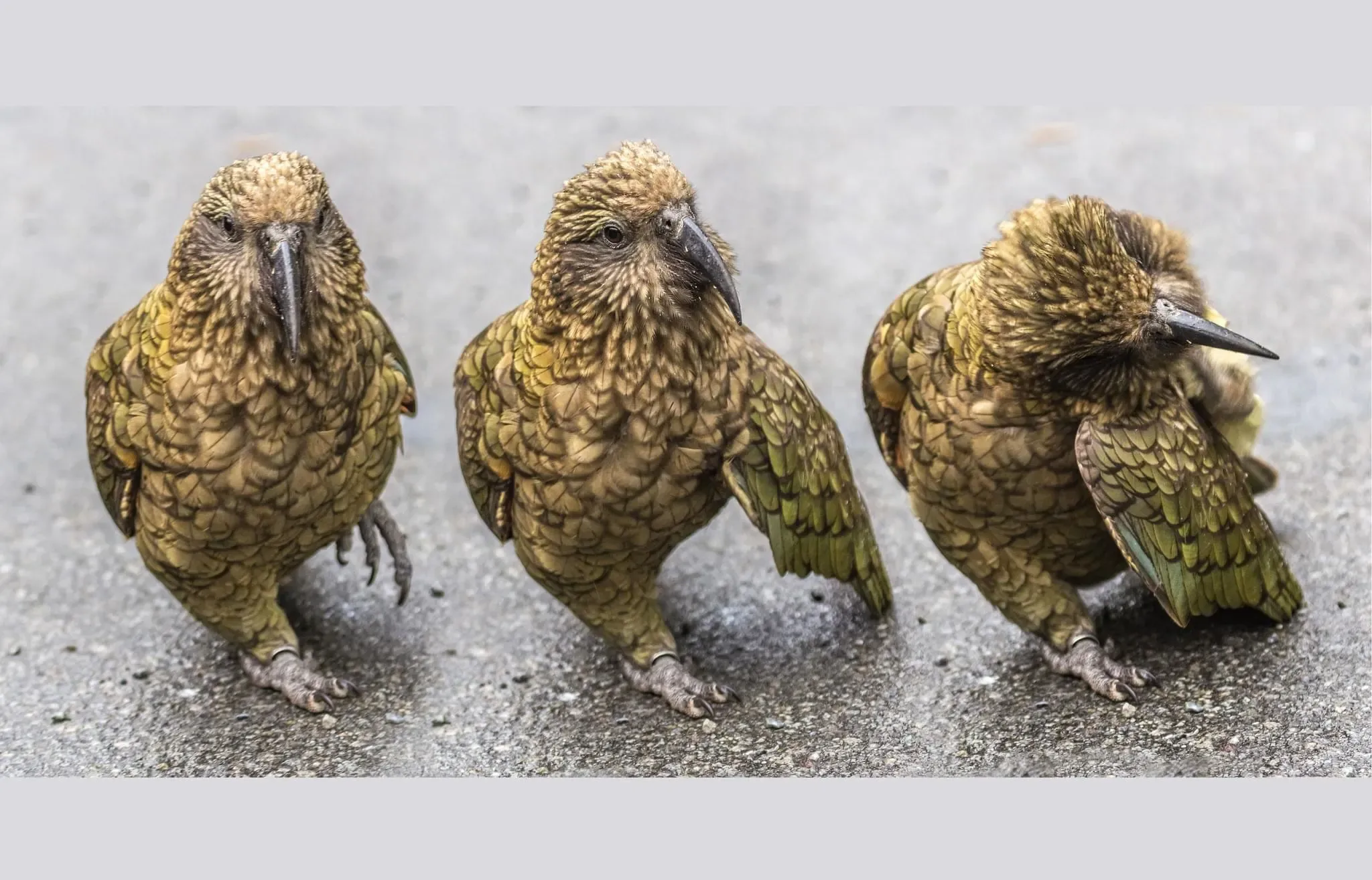 86 photos of Kea Alpine Parrot