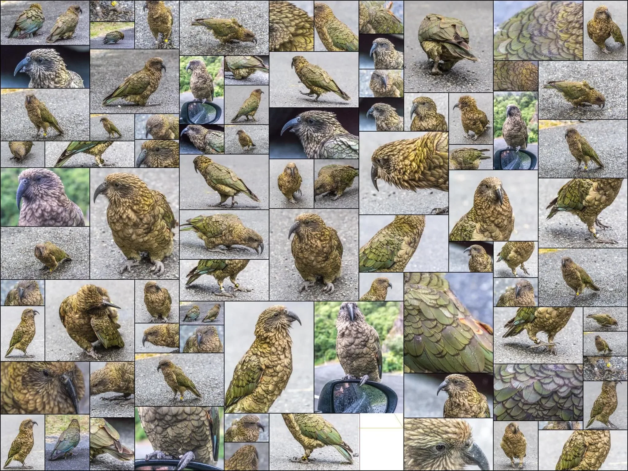 86 photos of Kea Alpine Parrot