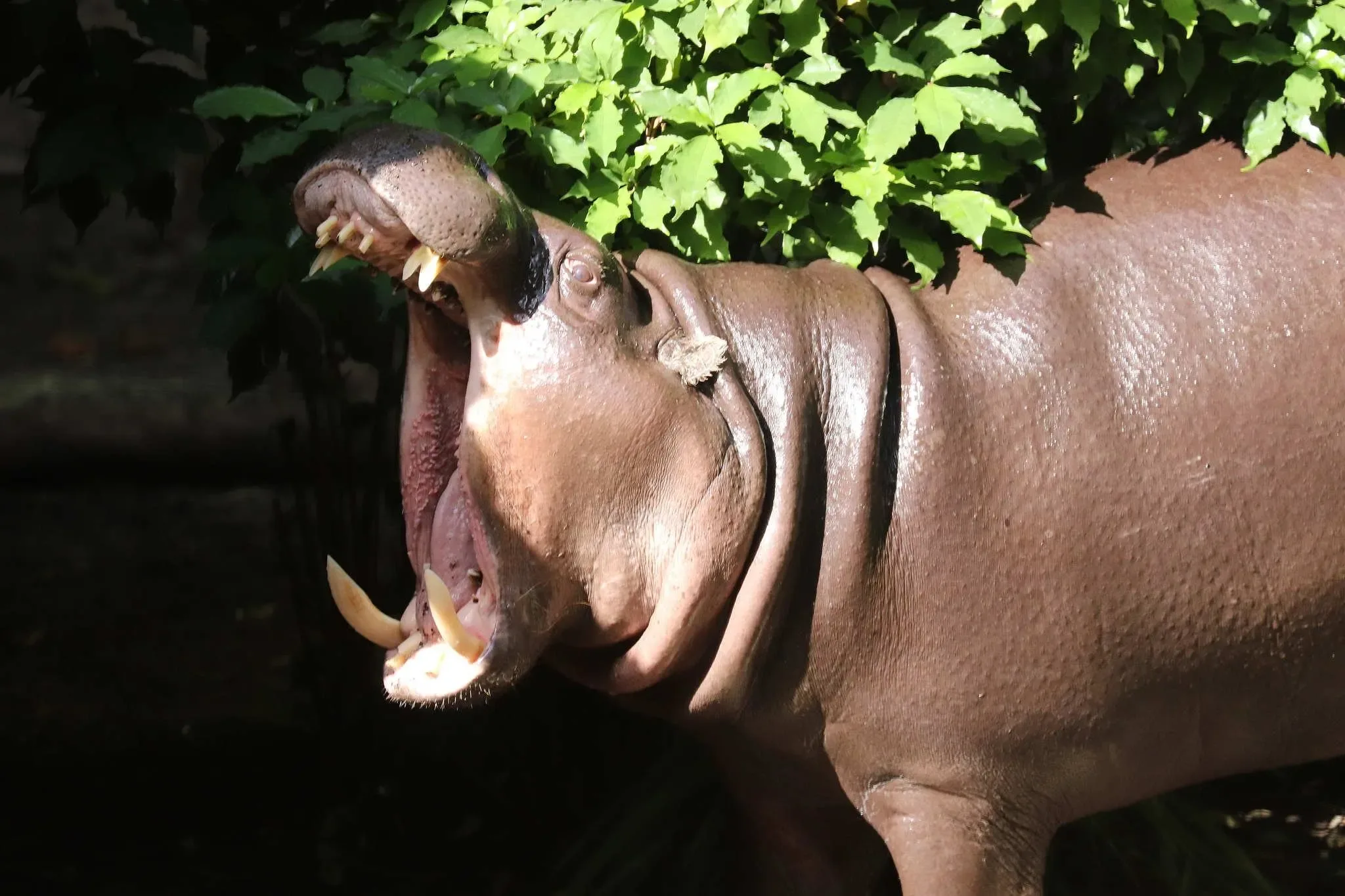 109 photos of Pygmy Hippopotamus