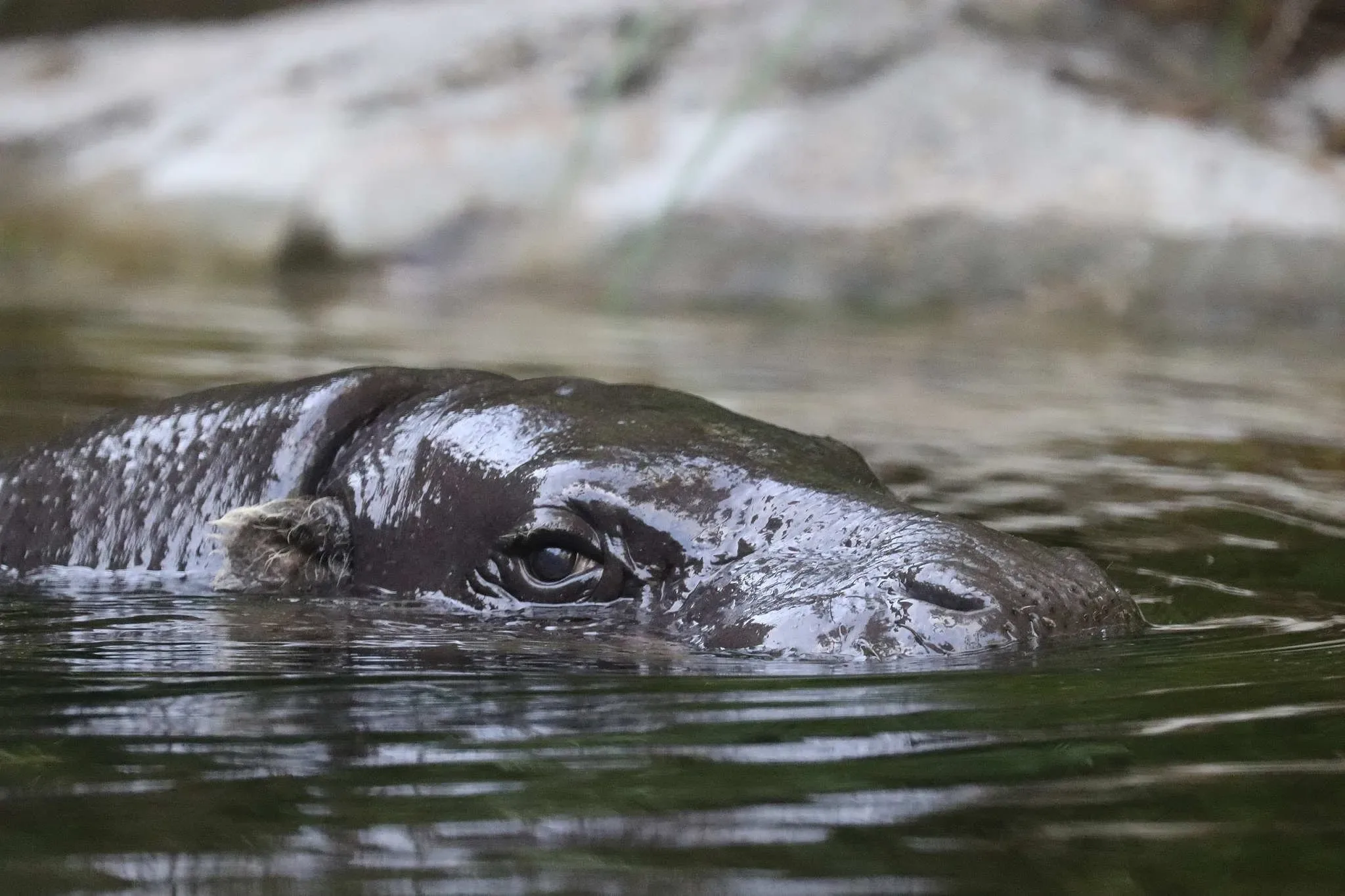 109 photos of Pygmy Hippopotamus