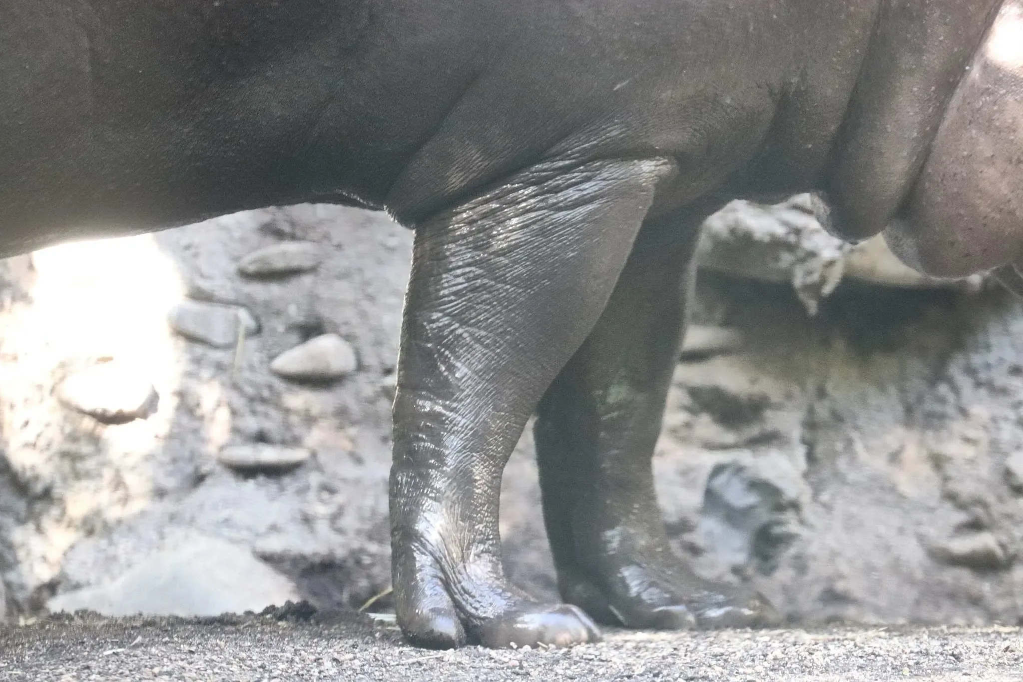 109 photos of Pygmy Hippopotamus