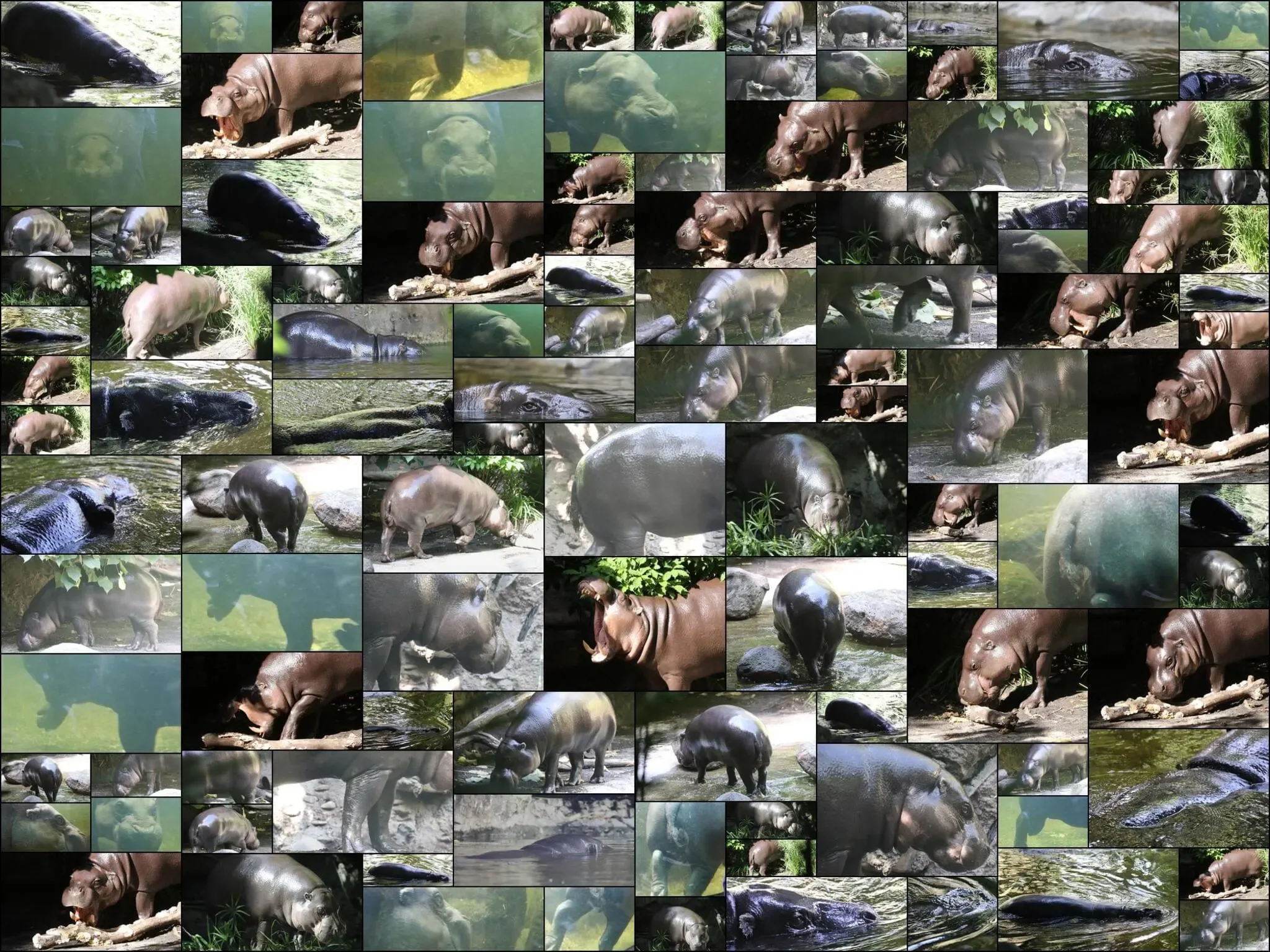 109 photos of Pygmy Hippopotamus