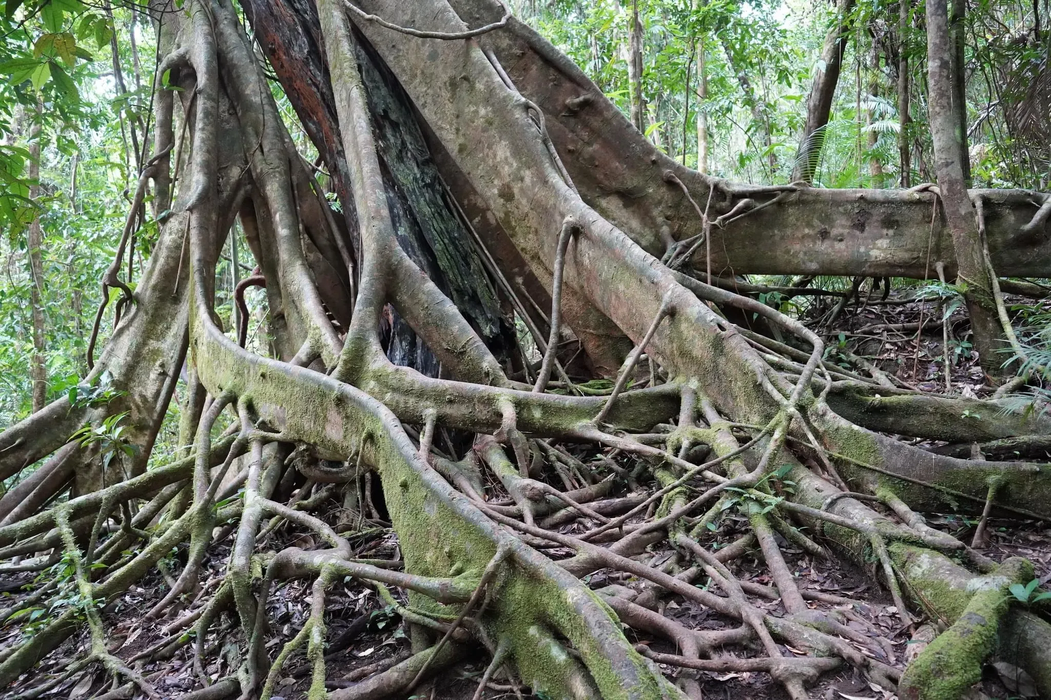 119 photos of Giant Parasite Plant Consuming Another Tree