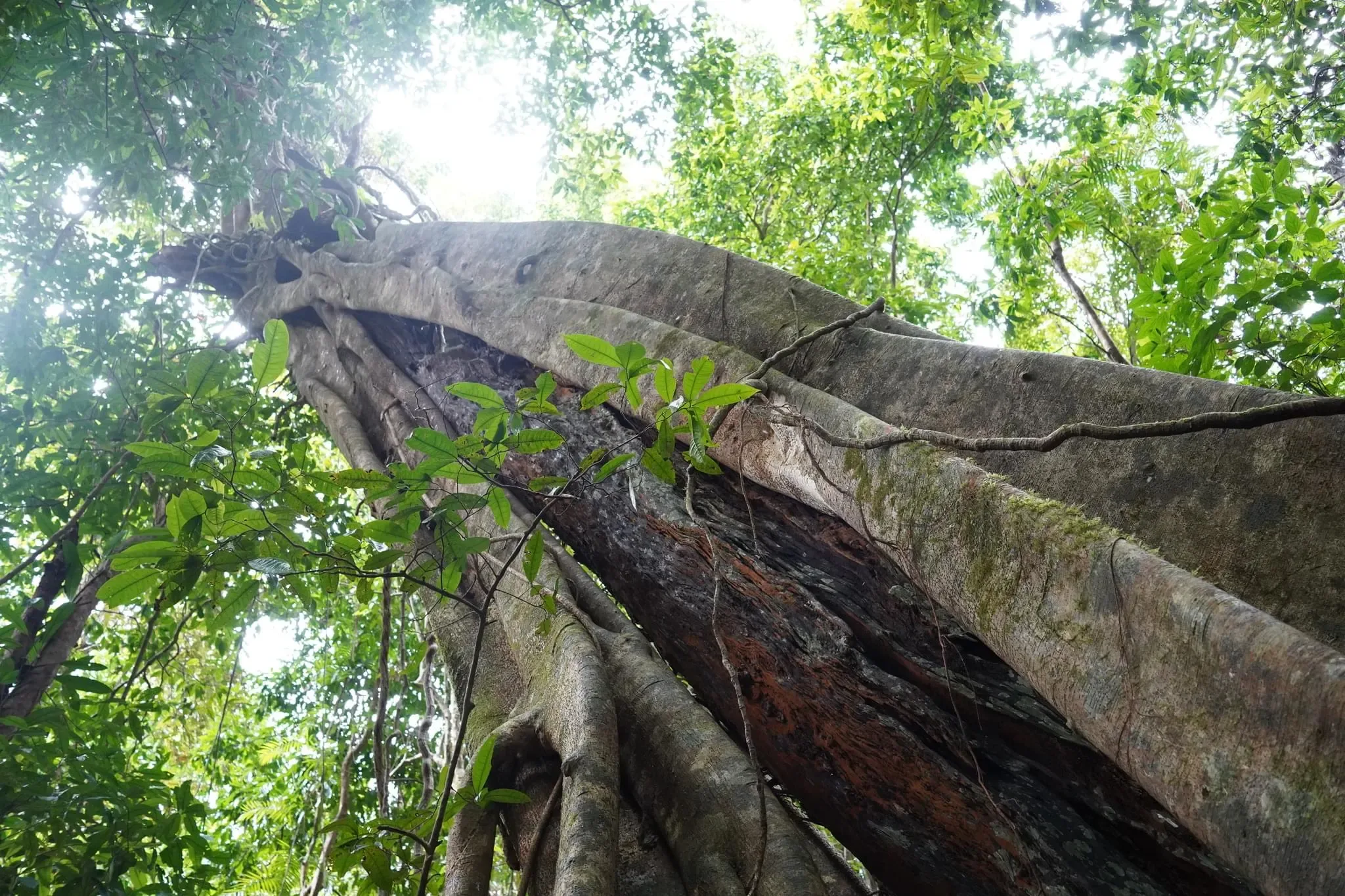 119 photos of Giant Parasite Plant Consuming Another Tree