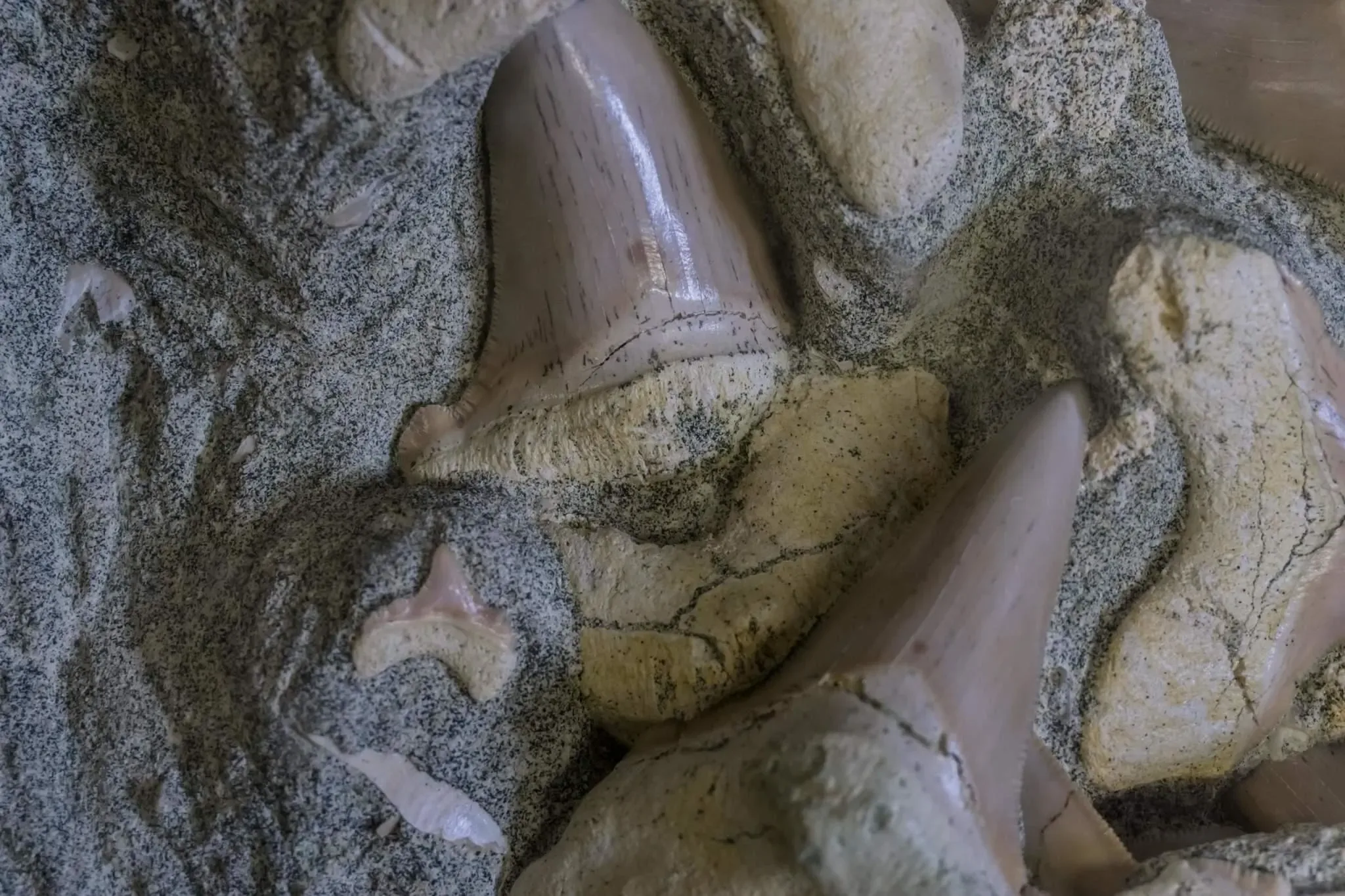 165 photos of Prehistoric Sea-Life Fossils