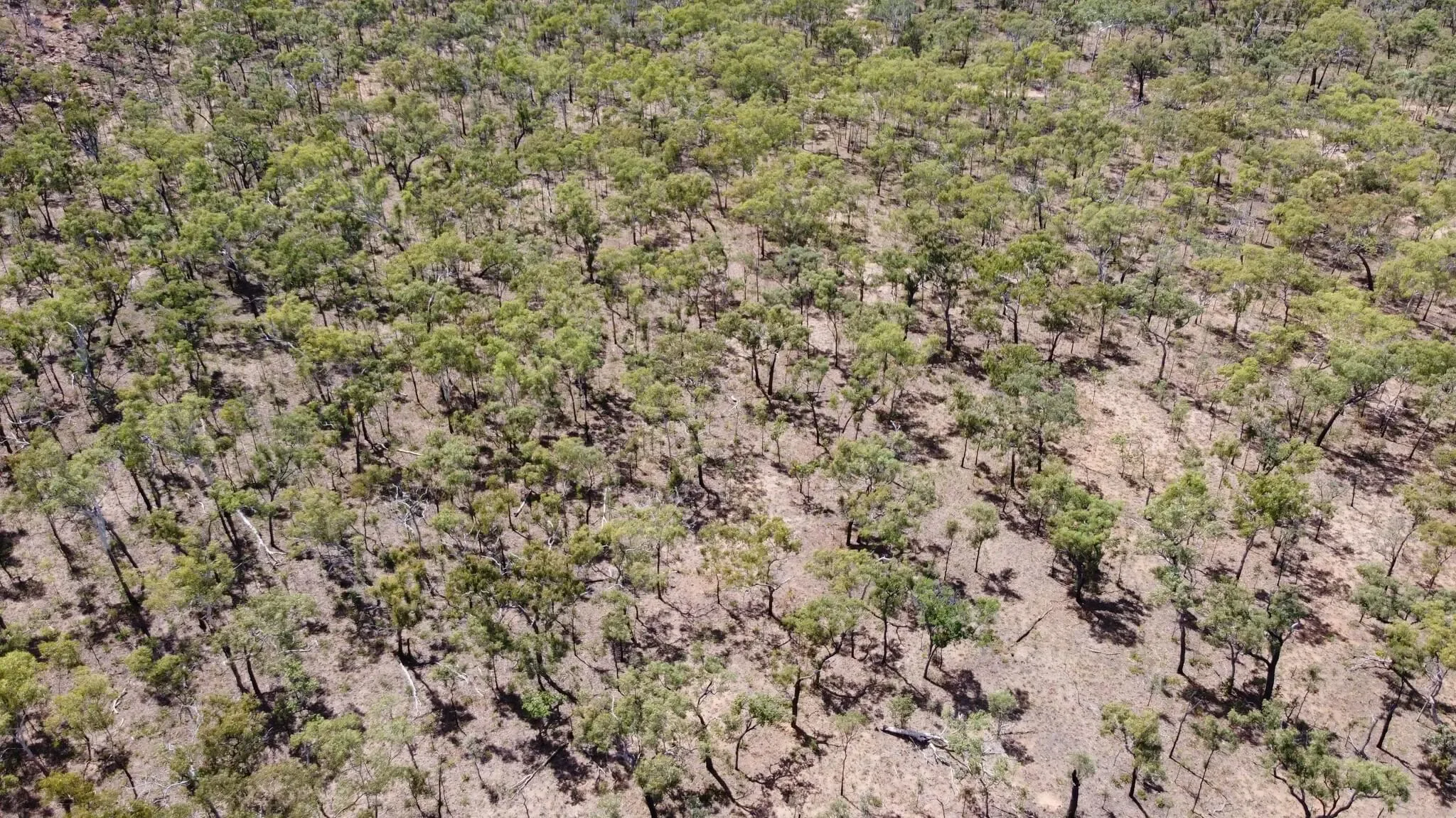 242 photos of Australian Bush Savannah