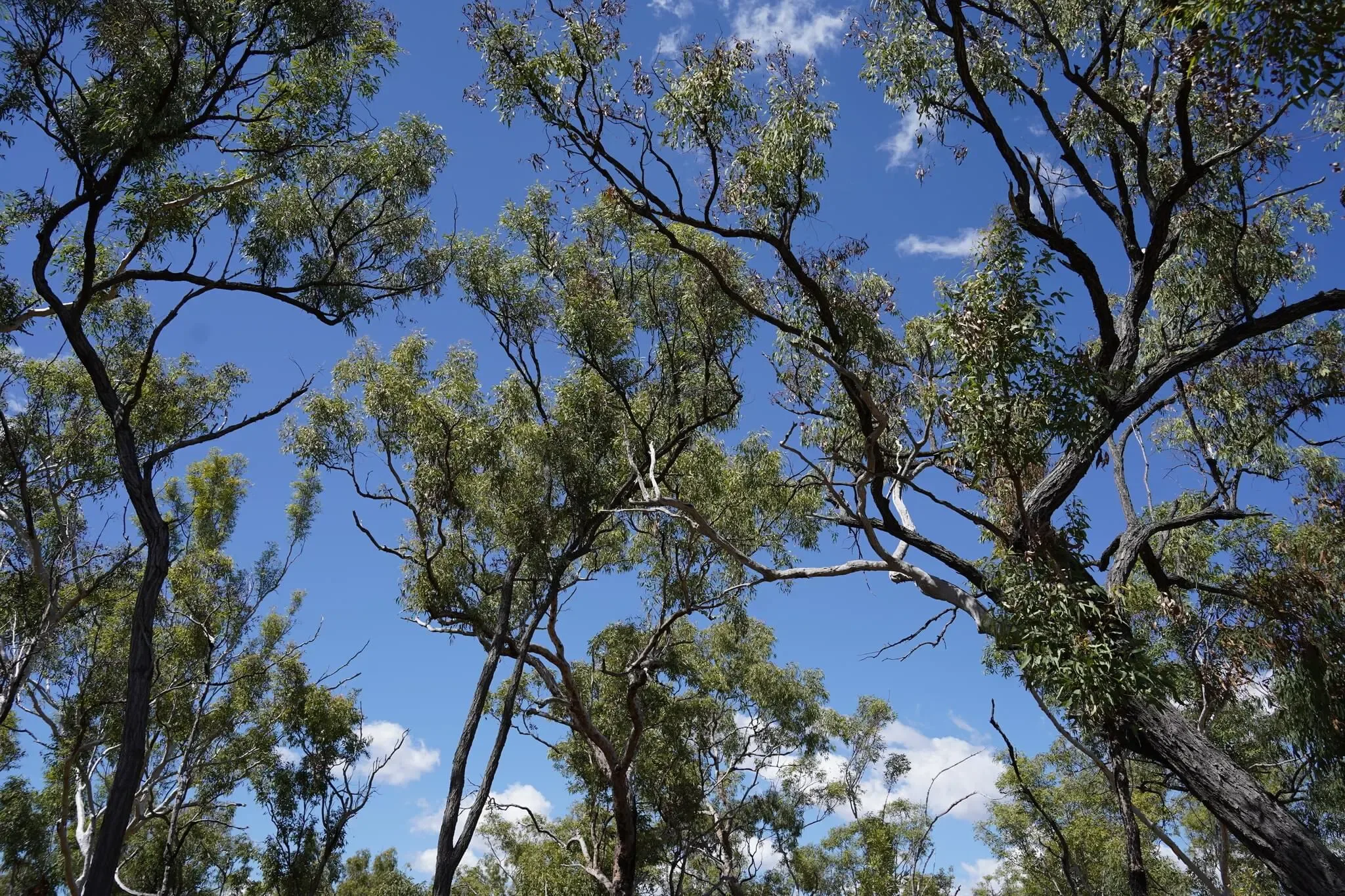 242 photos of Australian Bush Savannah