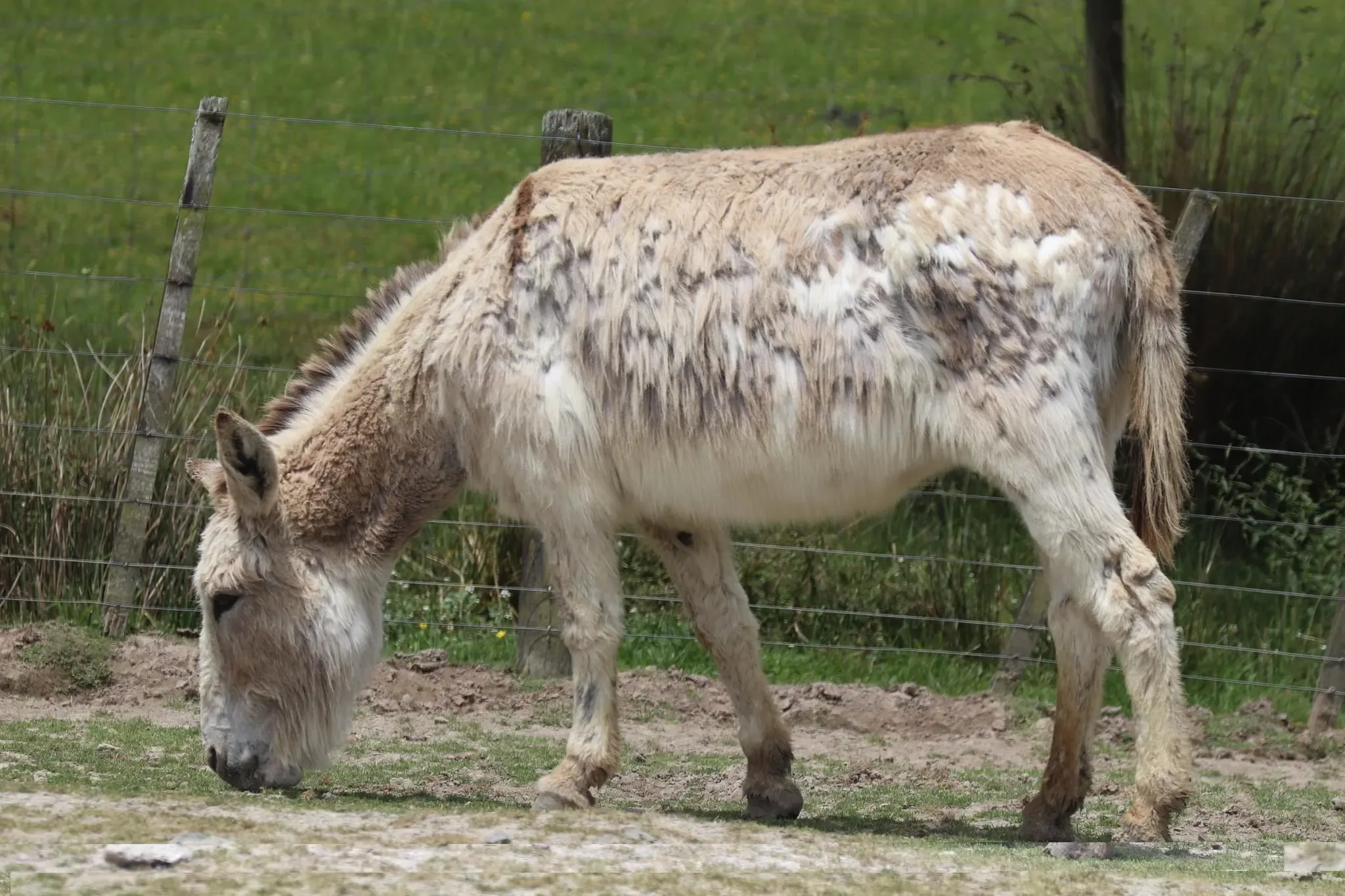 43 photos of Donkey