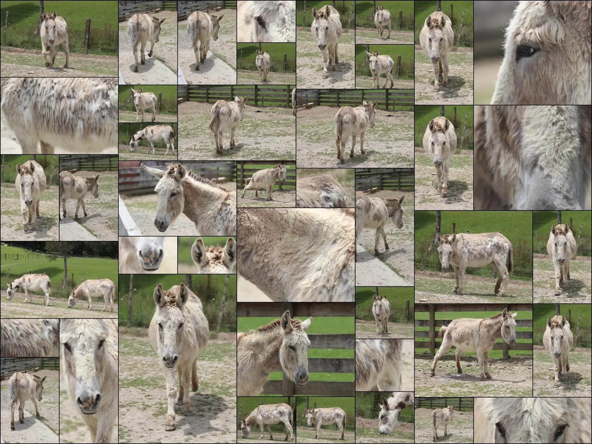 43 photos of Donkey