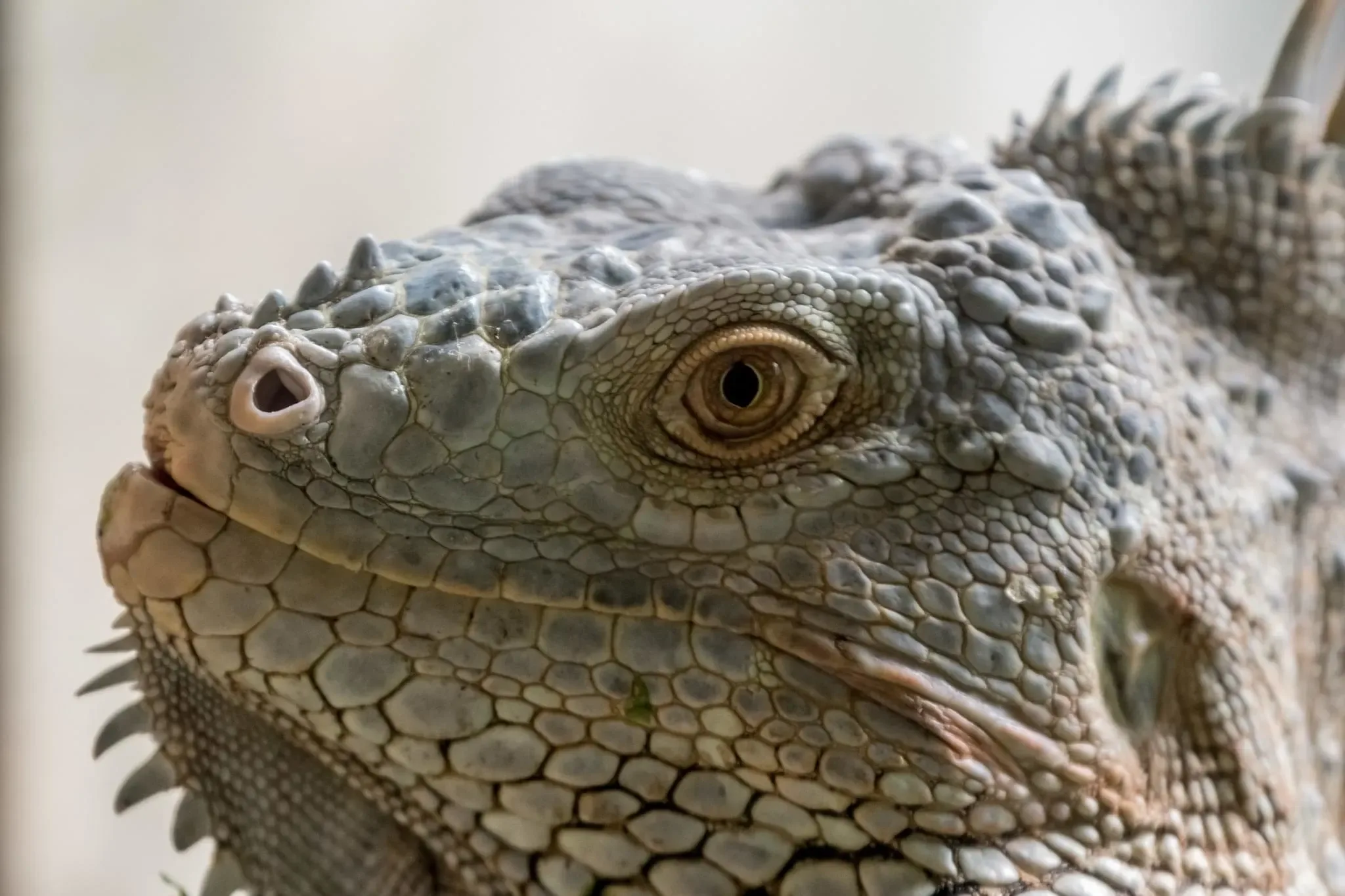 149 photos of Green Iguana Lizards