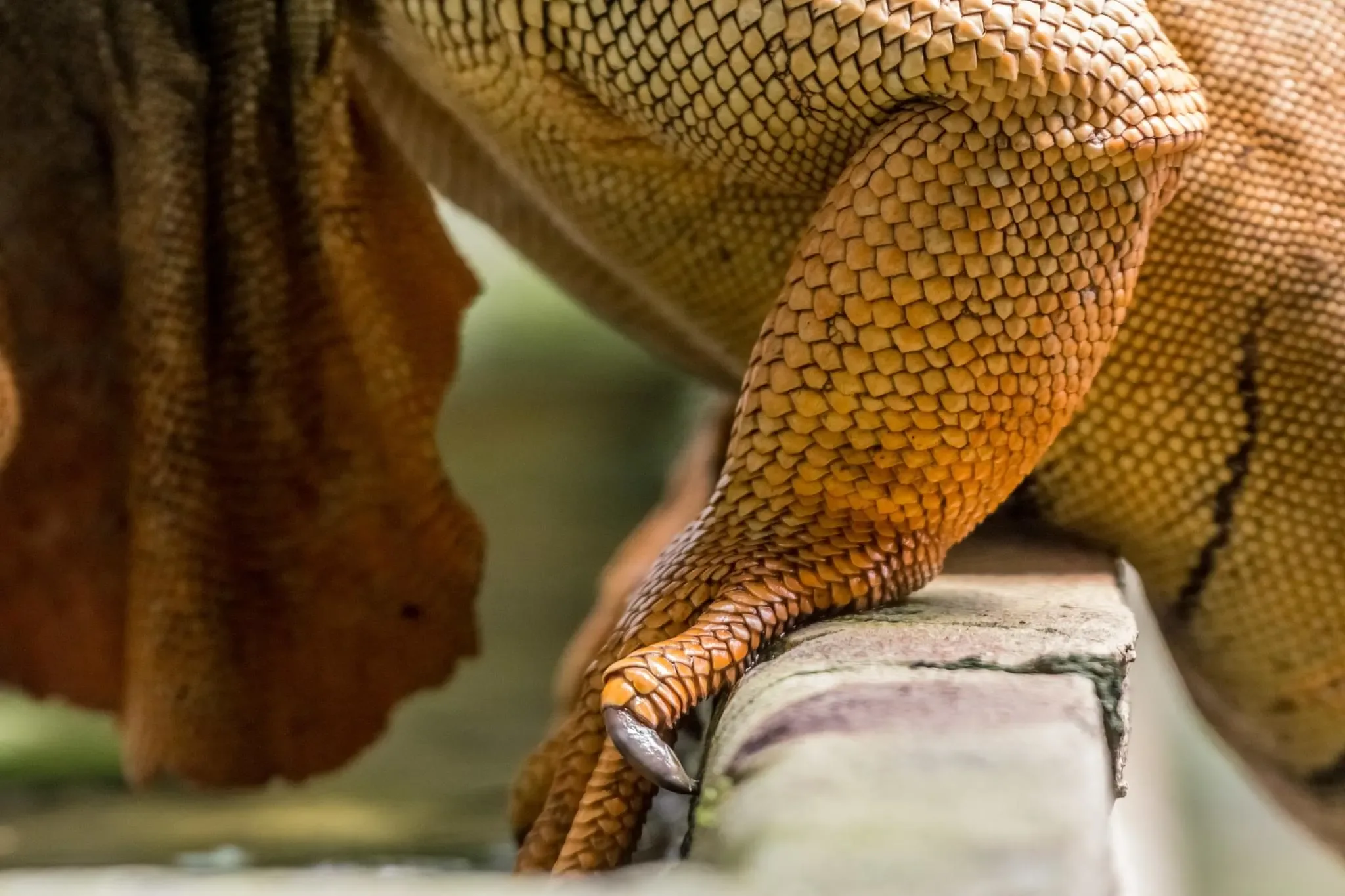 149 photos of Green Iguana Lizards