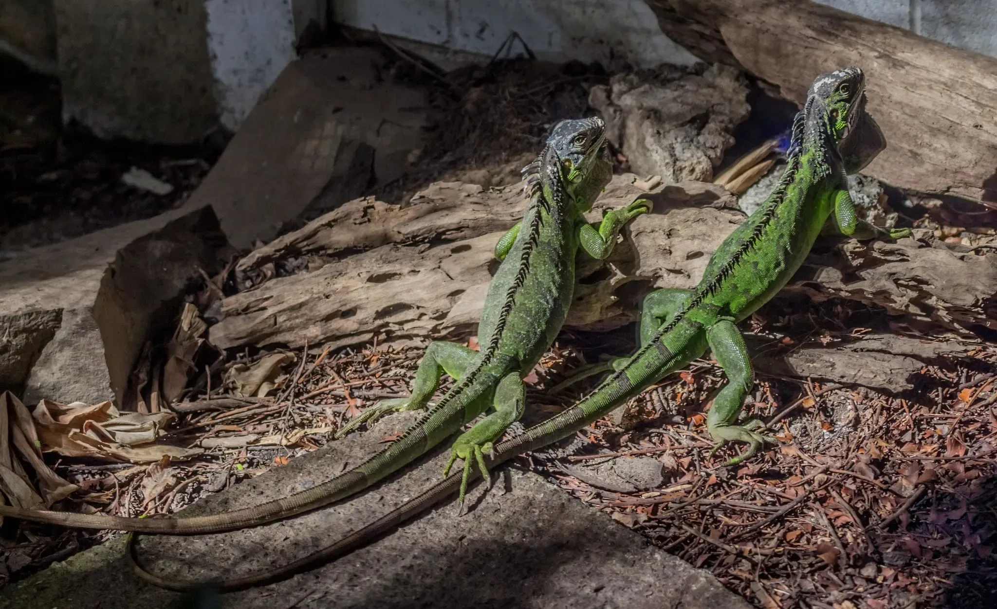 149 photos of Green Iguana Lizards