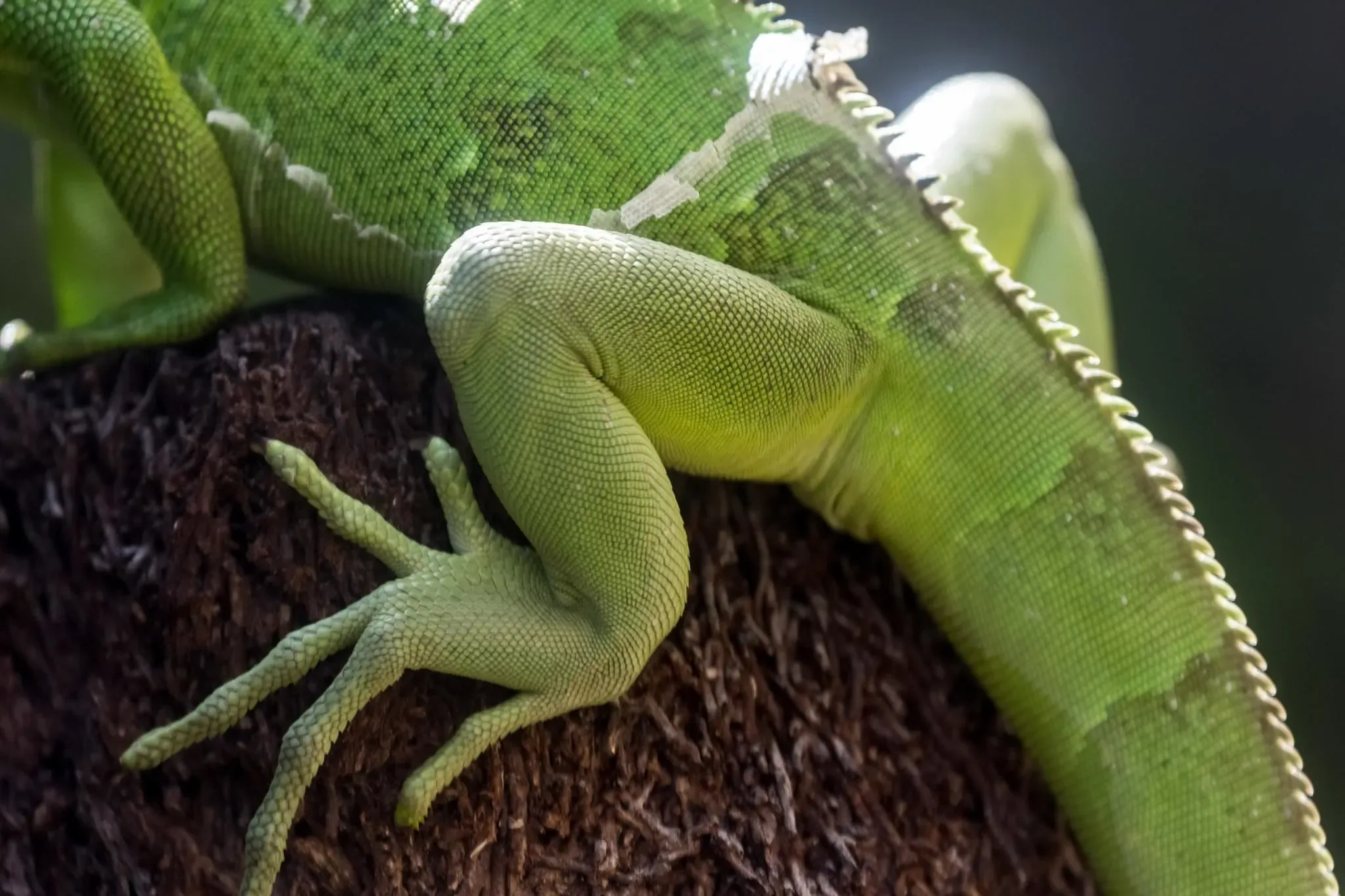 149 photos of Green Iguana Lizards