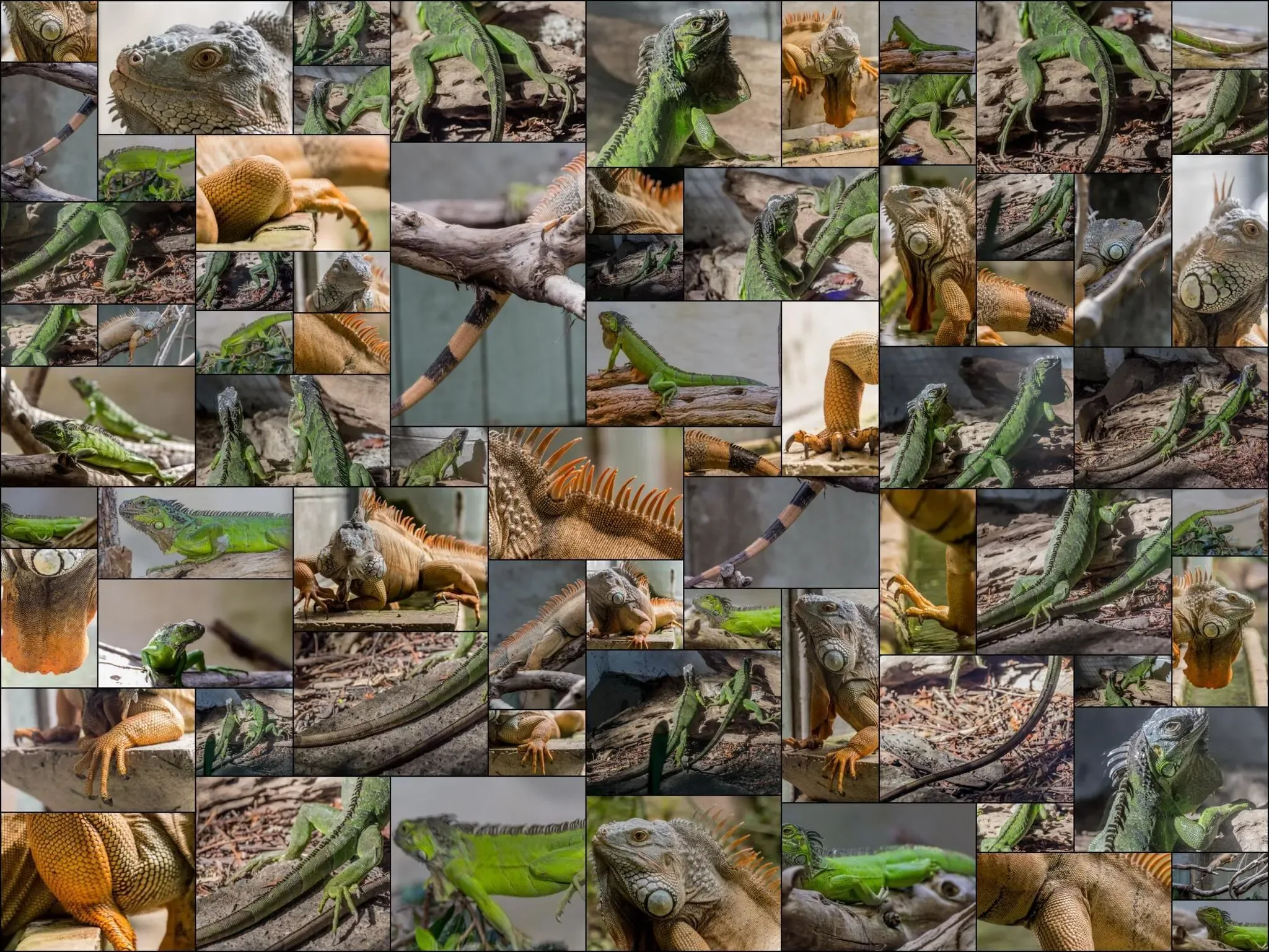 149 photos of Green Iguana Lizards