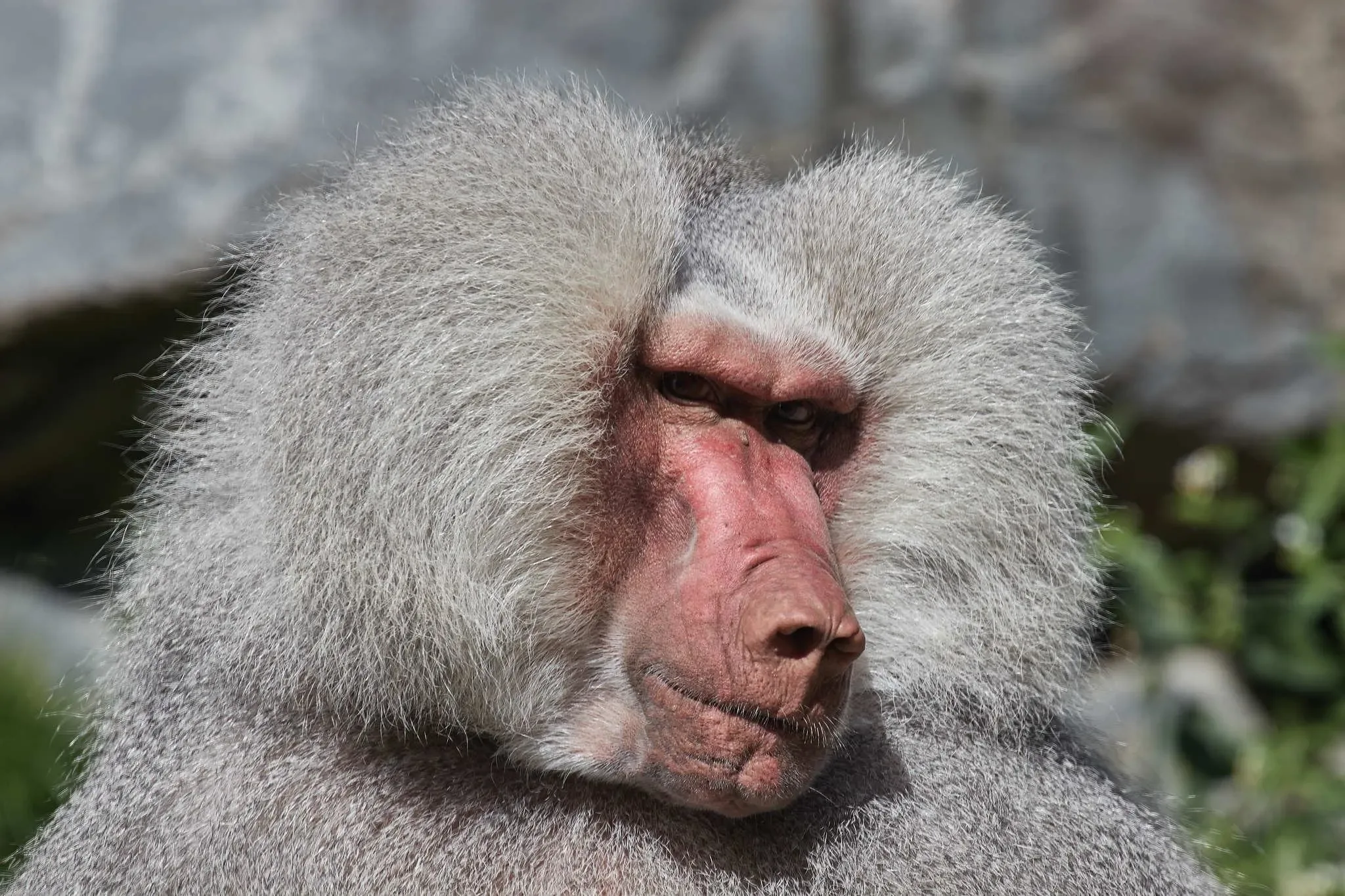 175 photos of Hamadryas Baboon