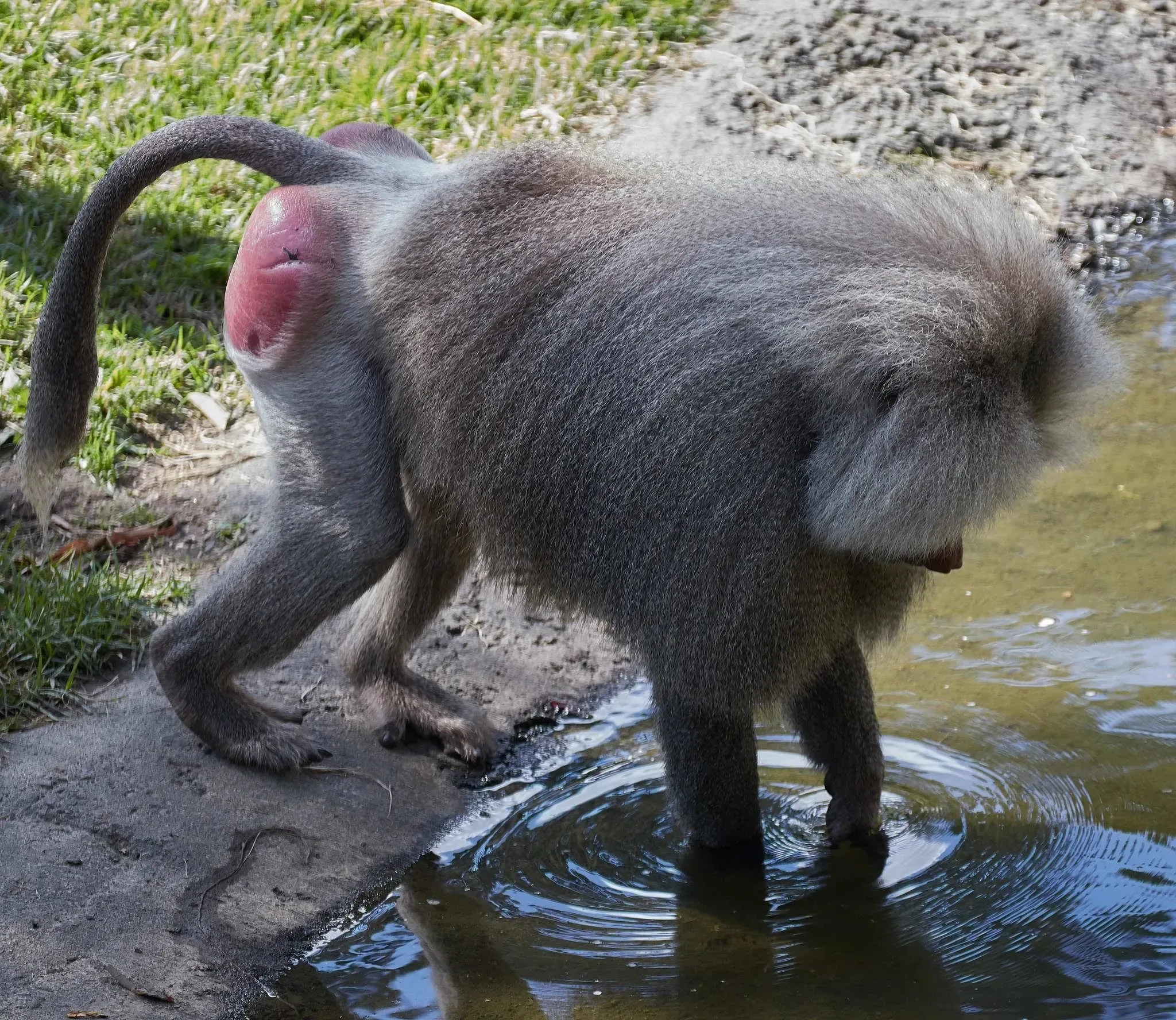 175 photos of Hamadryas Baboon