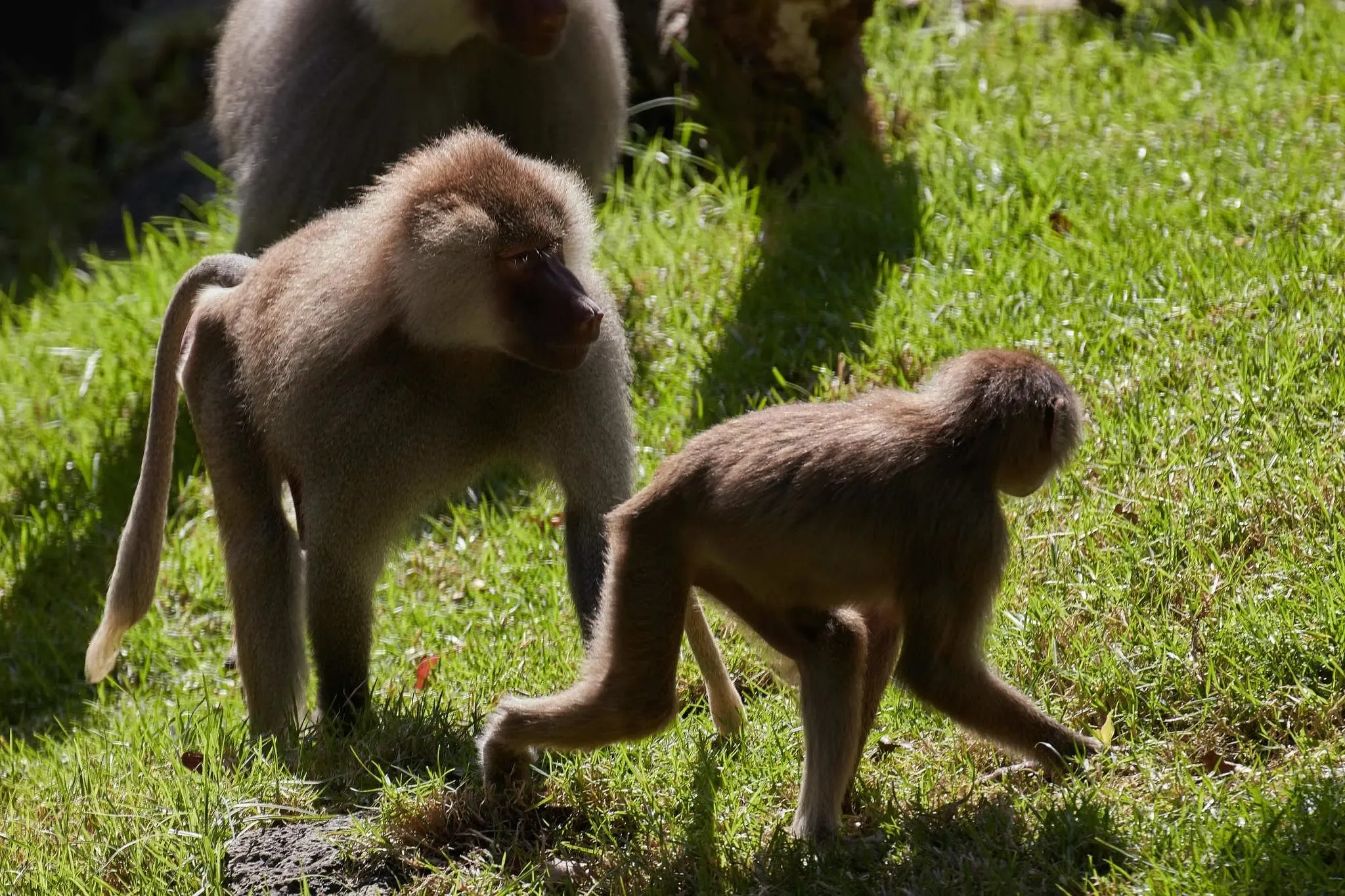 175 photos of Hamadryas Baboon