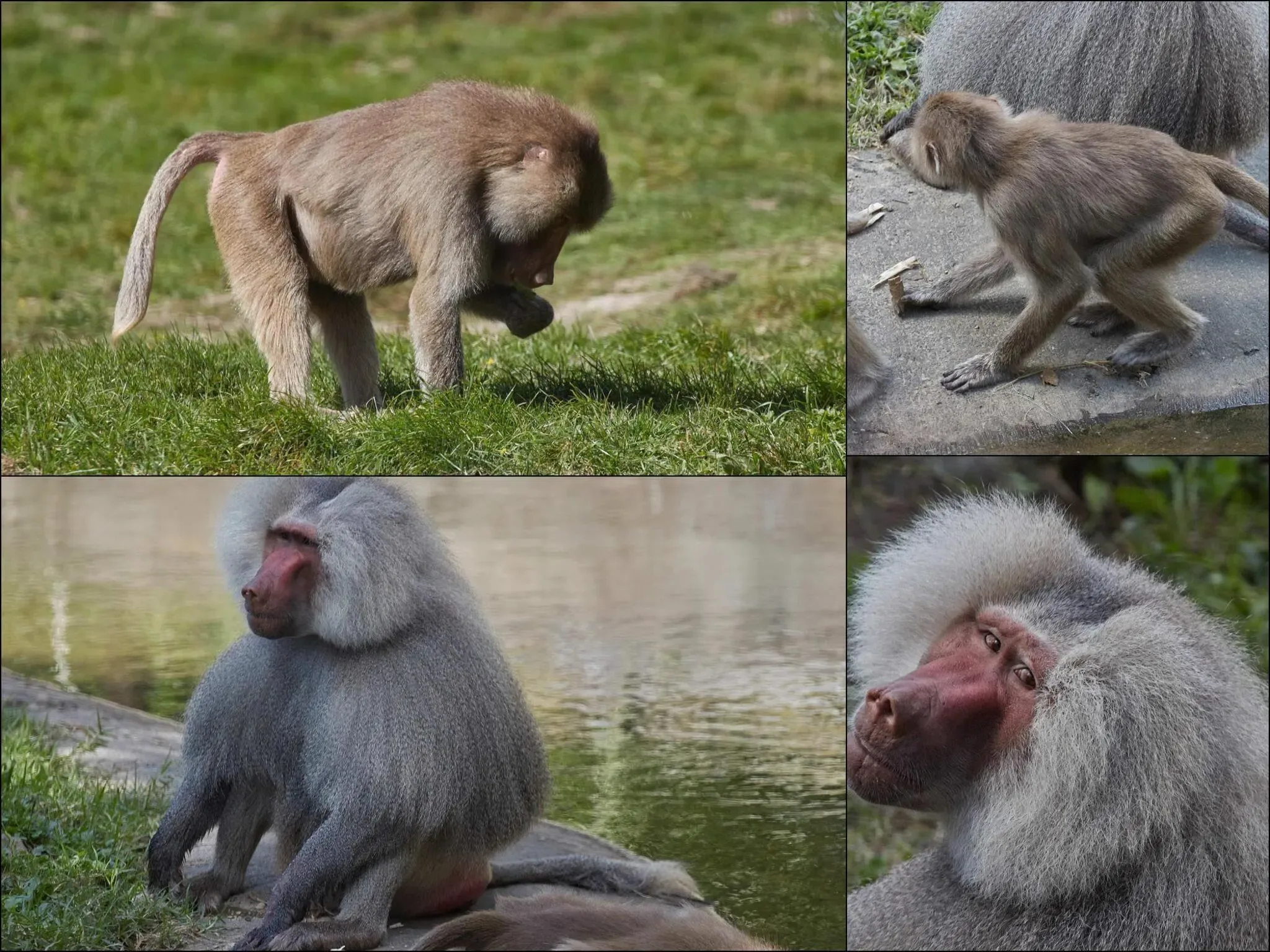 175 photos of Hamadryas Baboon