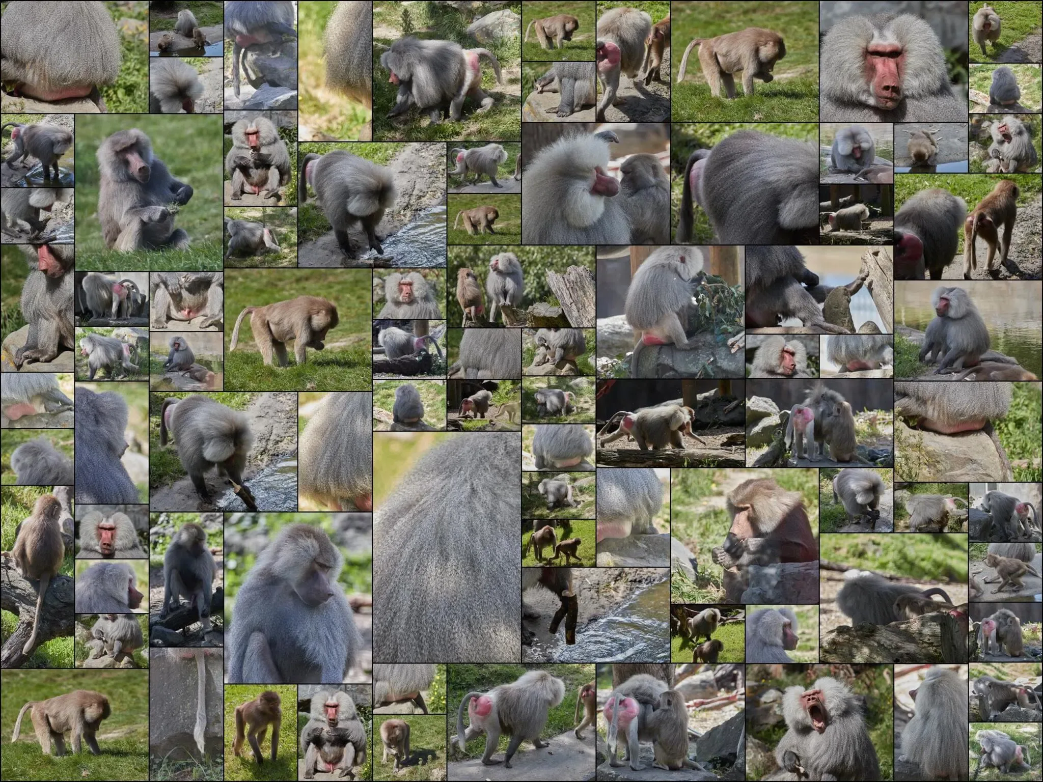 175 photos of Hamadryas Baboon