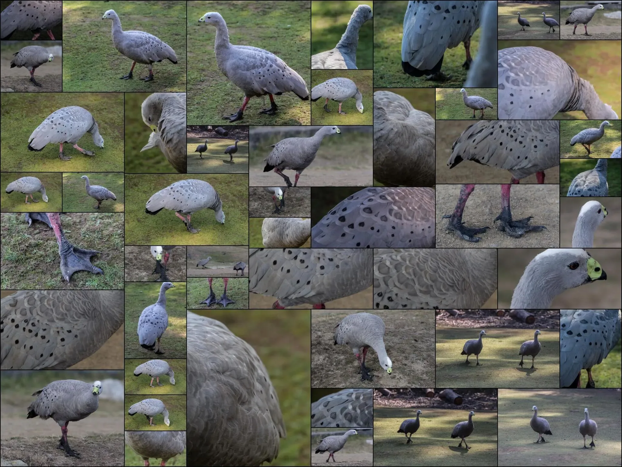 48 photos of Cape Barren Goose