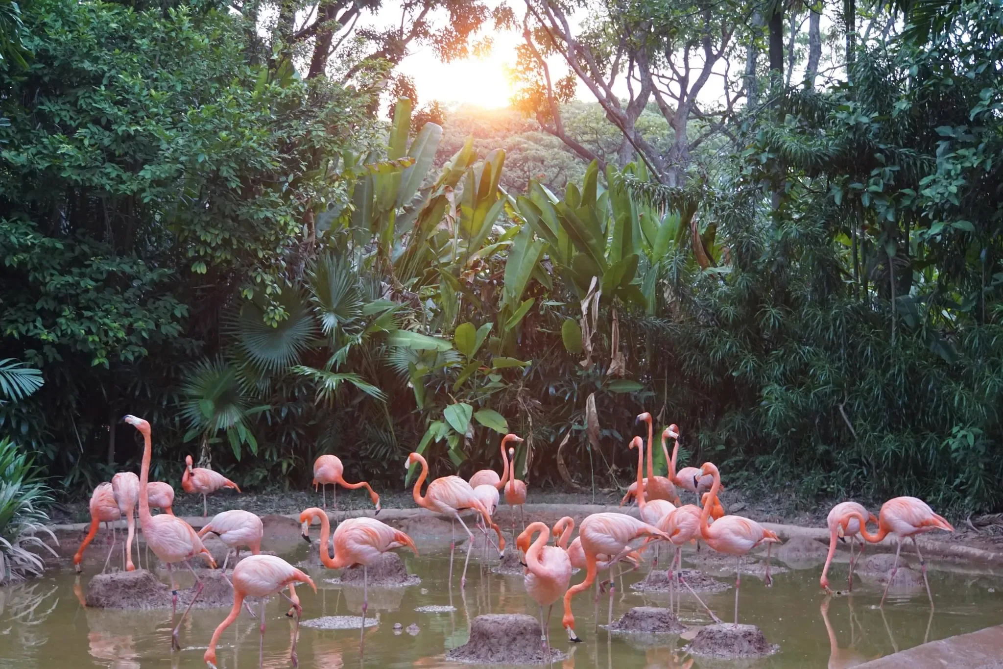 97 photos of American Flamingo