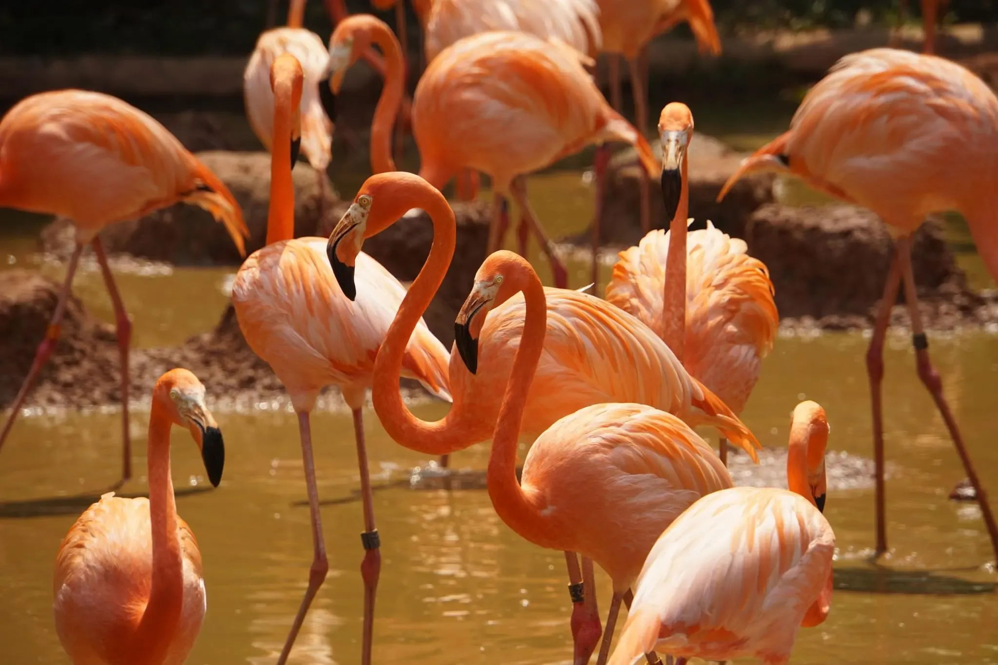 97 photos of American Flamingo