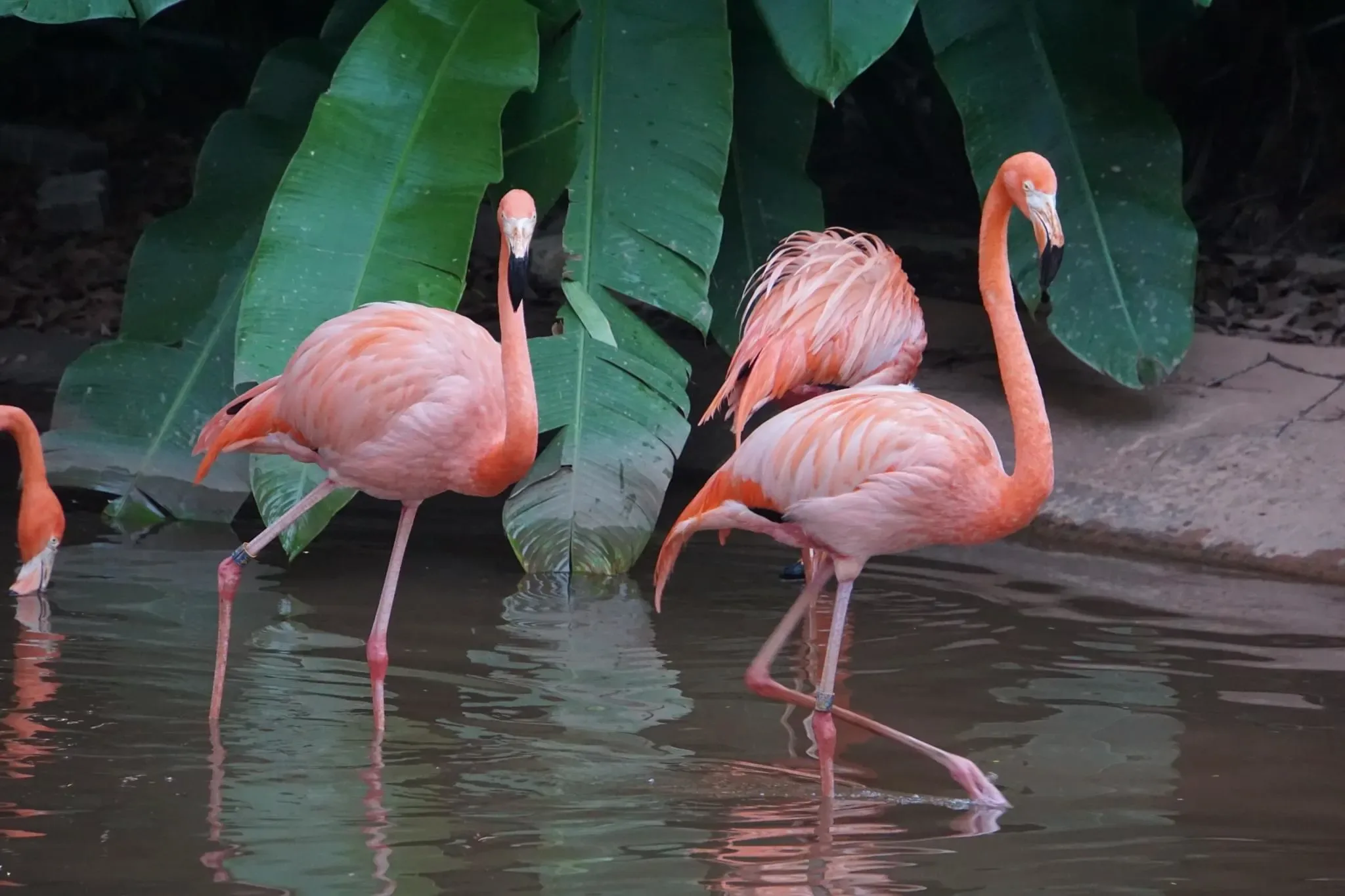 97 photos of American Flamingo