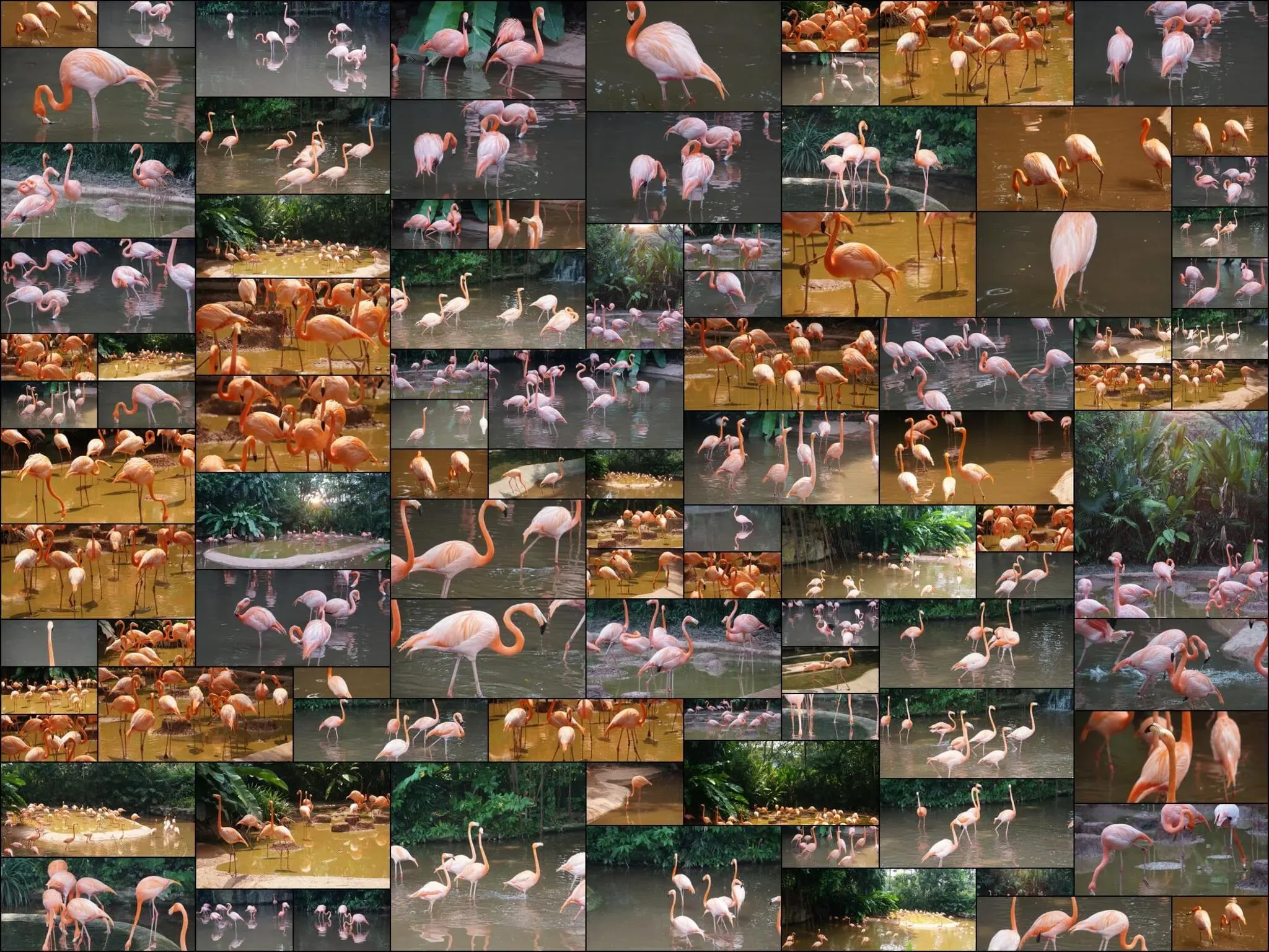 97 photos of American Flamingo