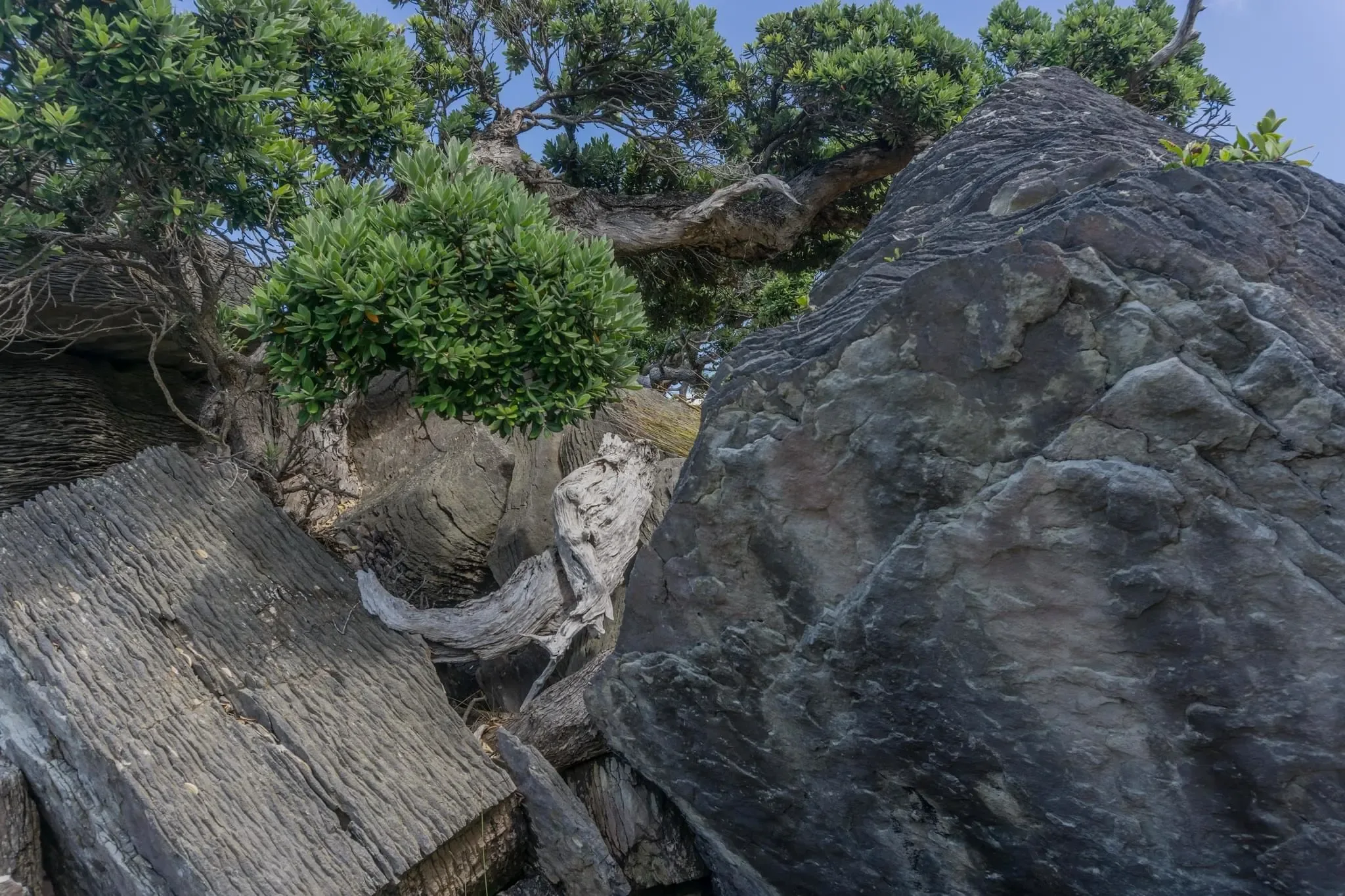 259 photos of Waipu Layered Rocks