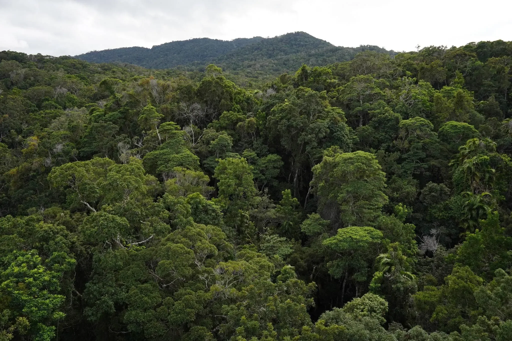 644 photos of Ancient Australian Rainforest Aerial View