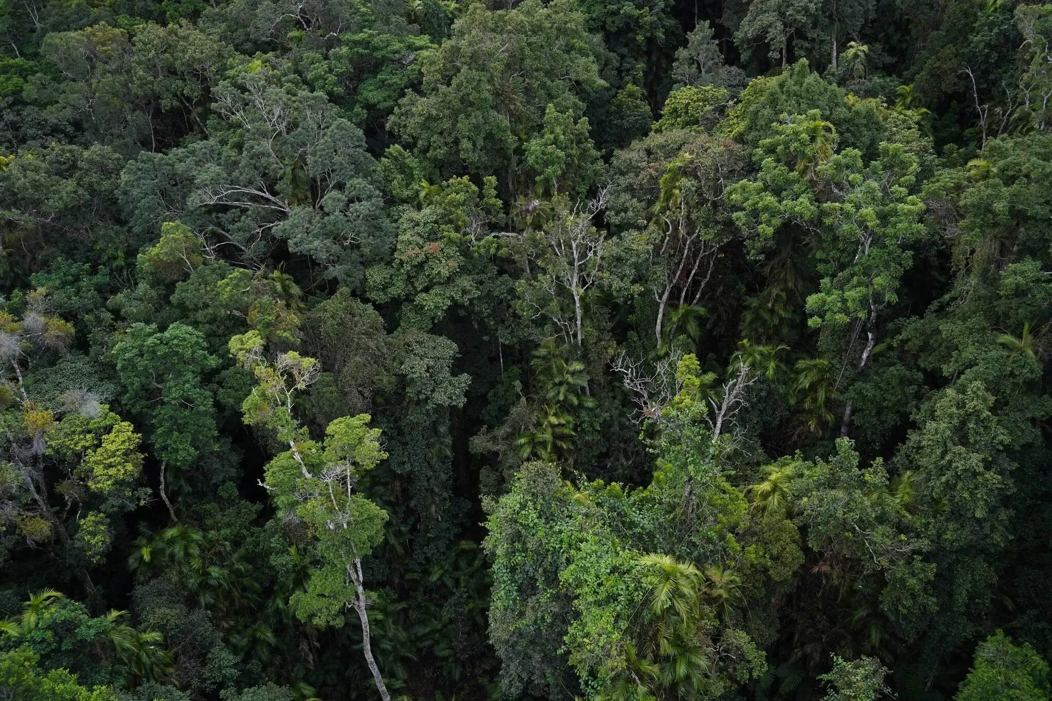 644 photos of Ancient Australian Rainforest Aerial View