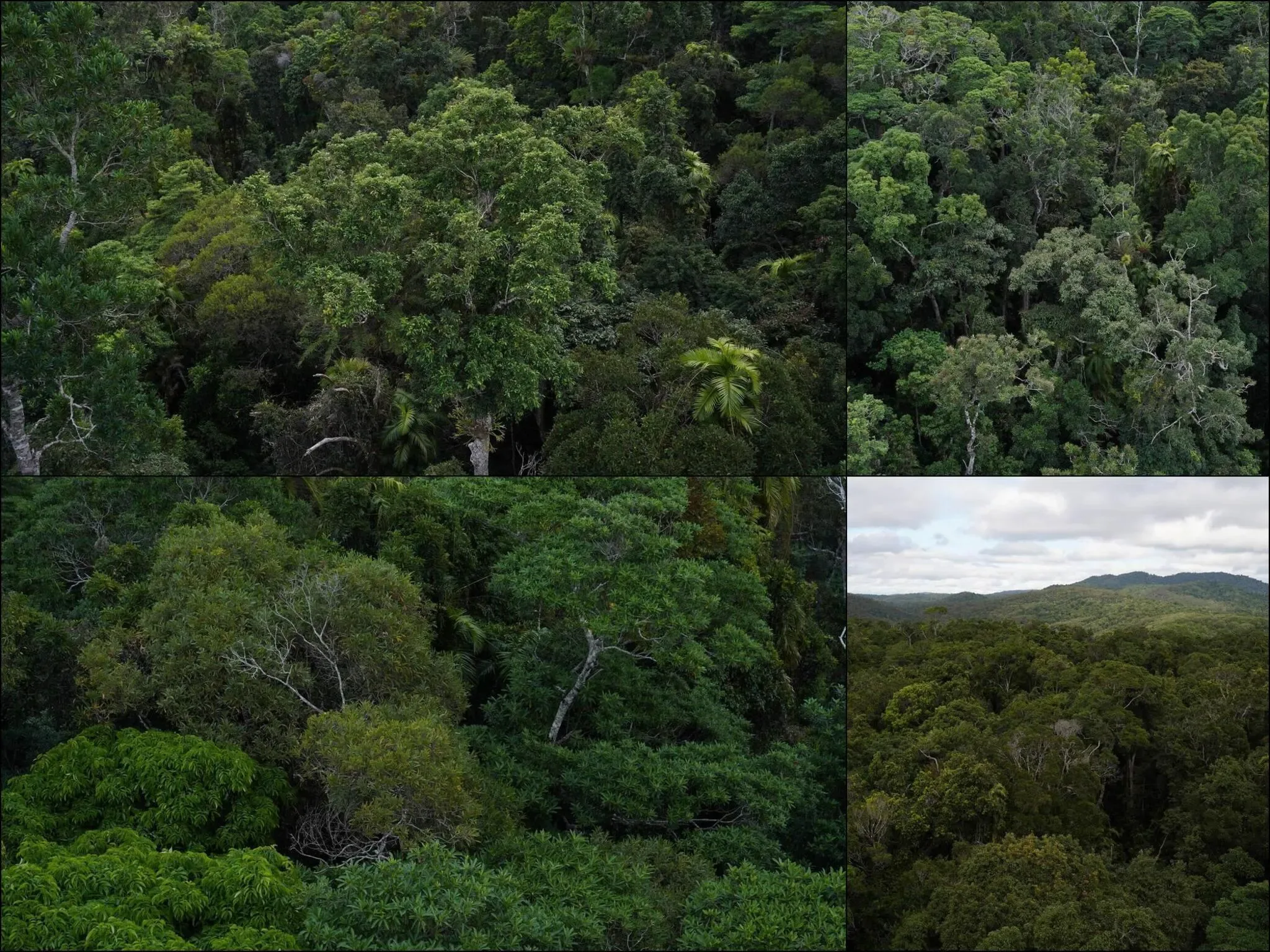 644 photos of Ancient Australian Rainforest Aerial View