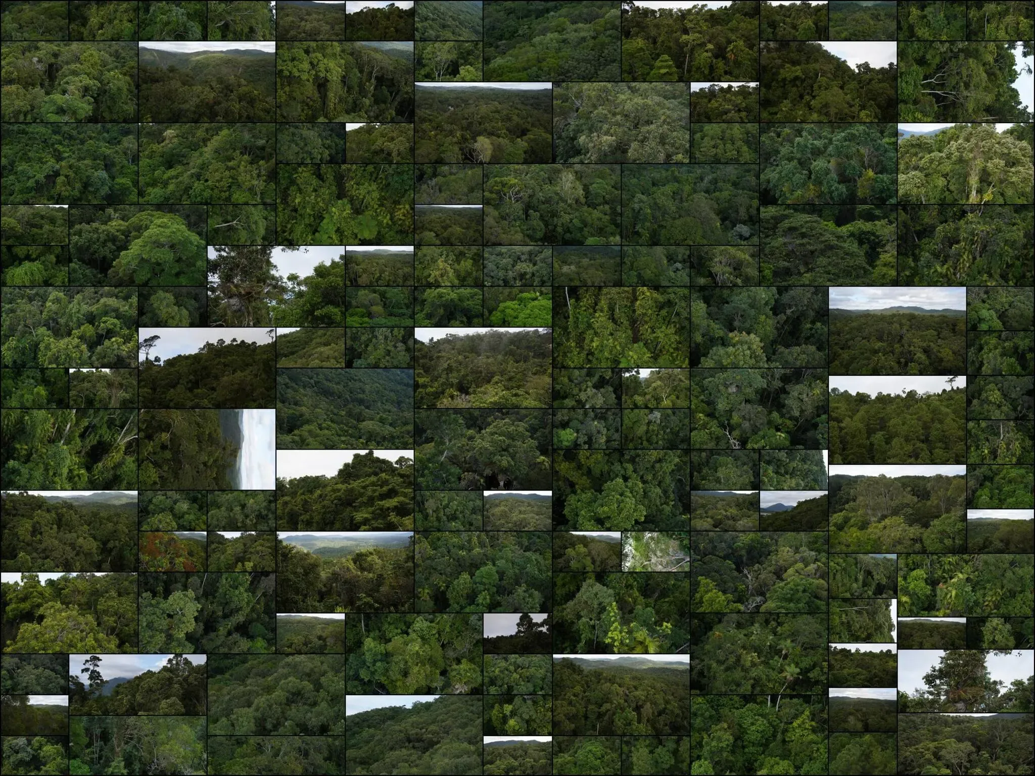 644 photos of Ancient Australian Rainforest Aerial View