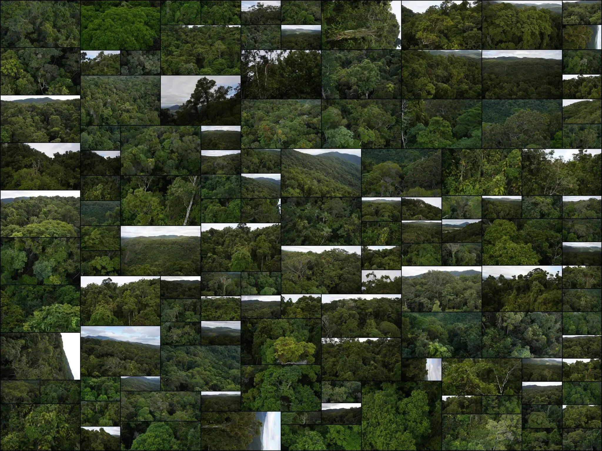 644 photos of Ancient Australian Rainforest Aerial View