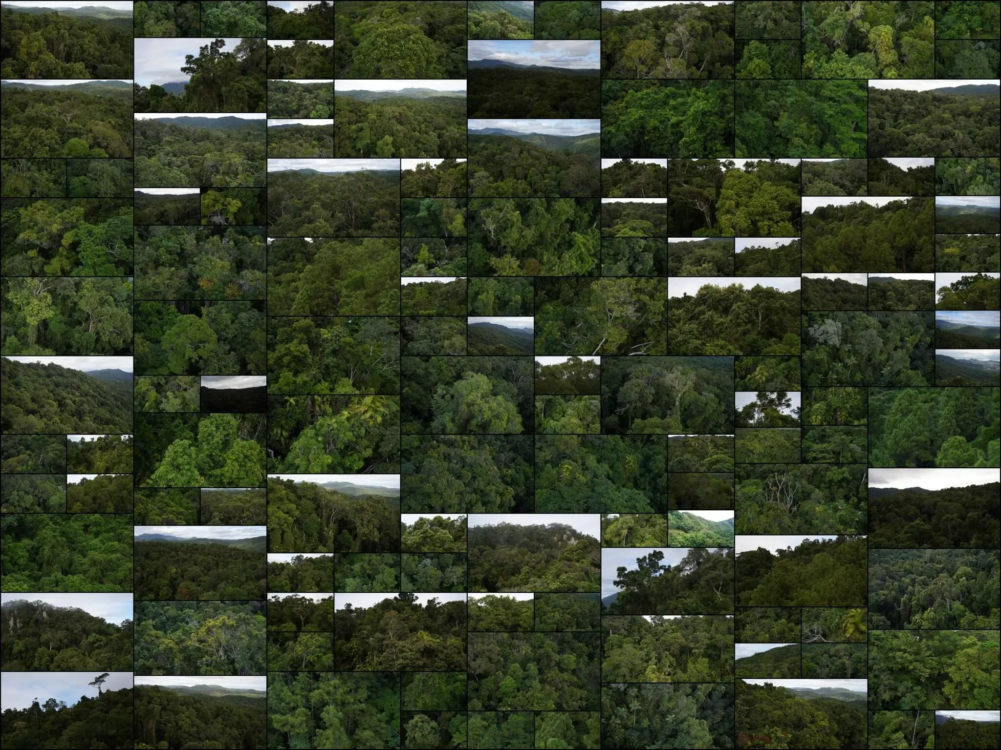 644 photos of Ancient Australian Rainforest Aerial View