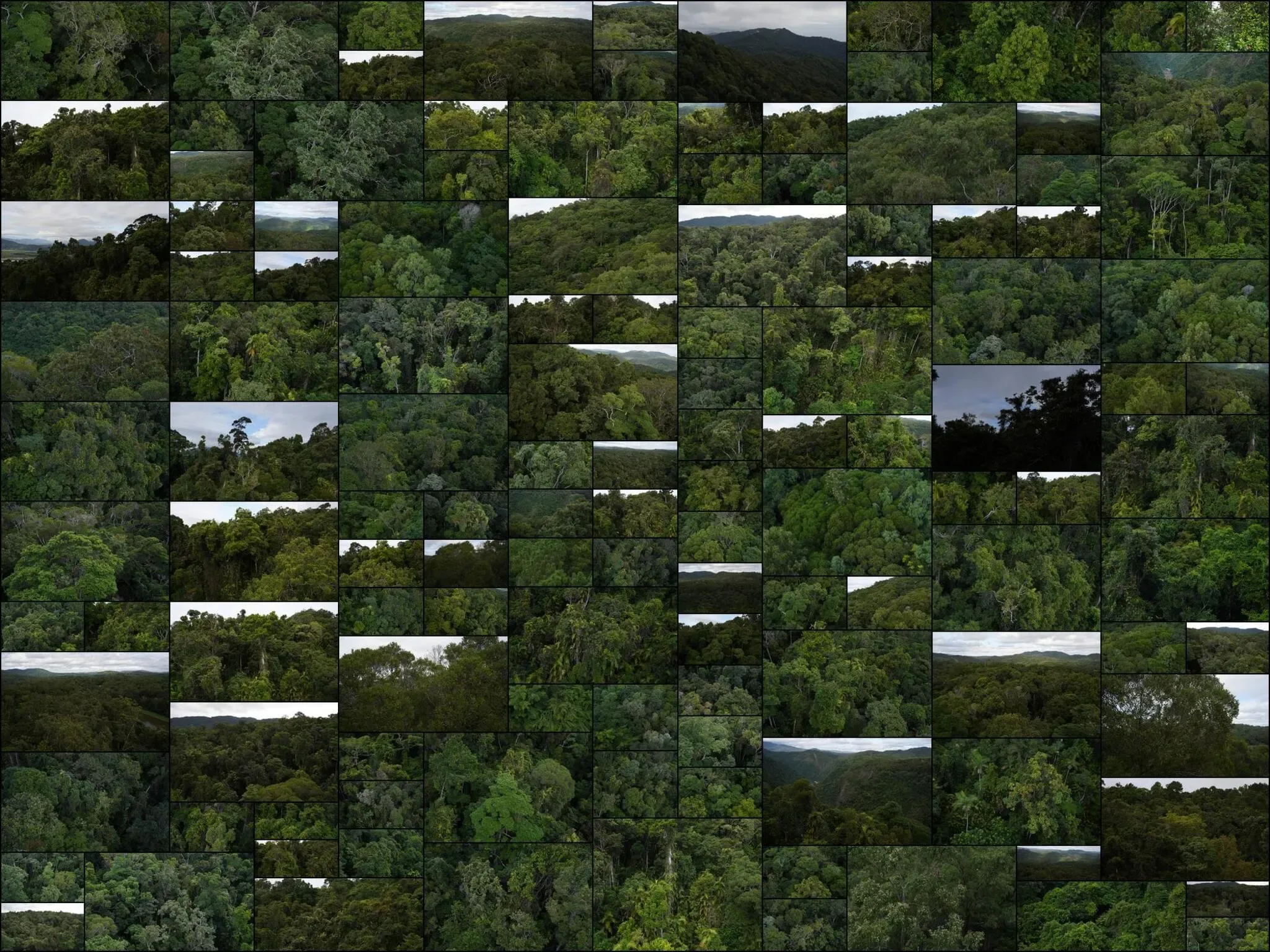 644 photos of Ancient Australian Rainforest Aerial View