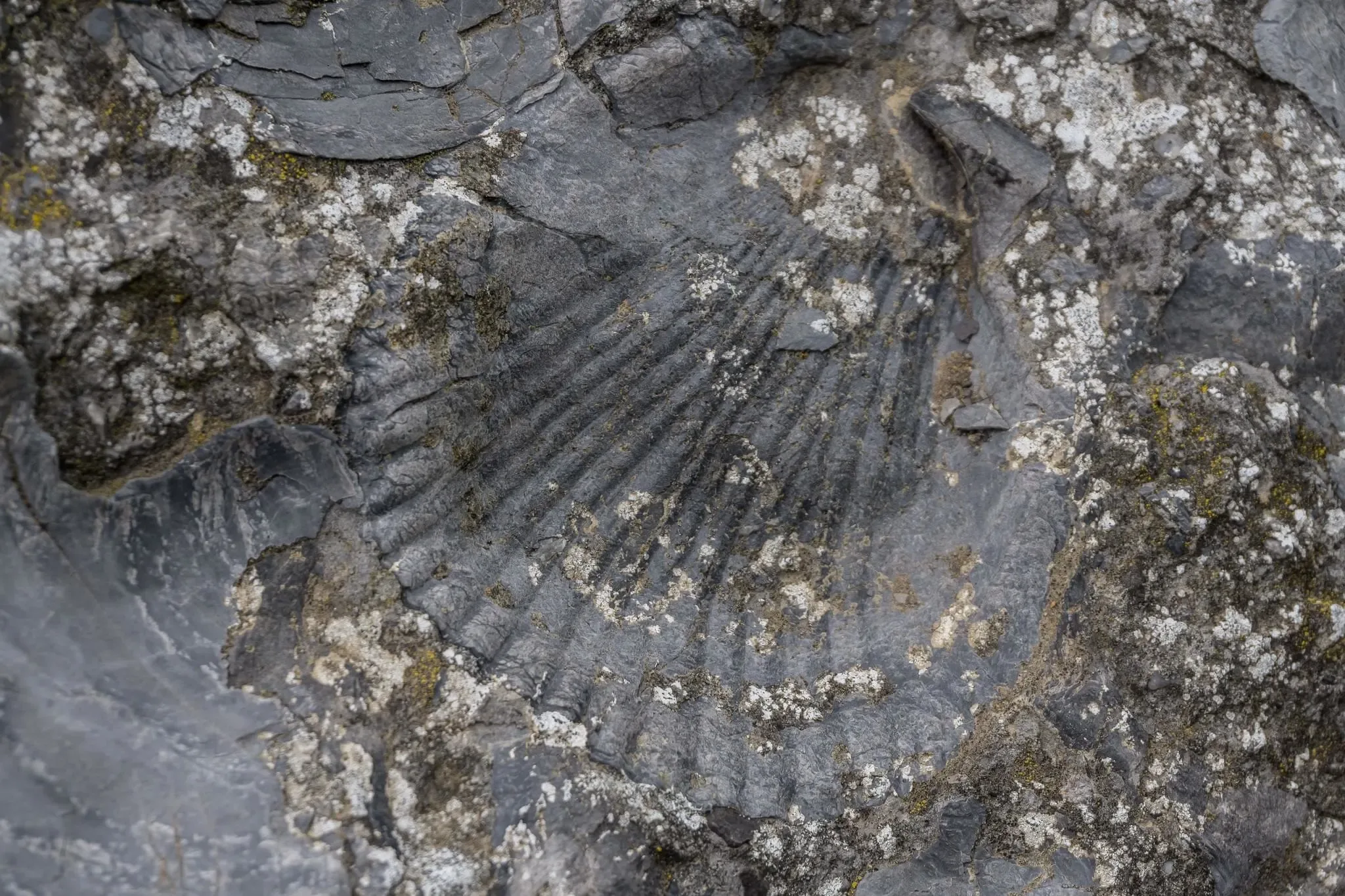 264 photos of Fossilized Shells Cliff Formation