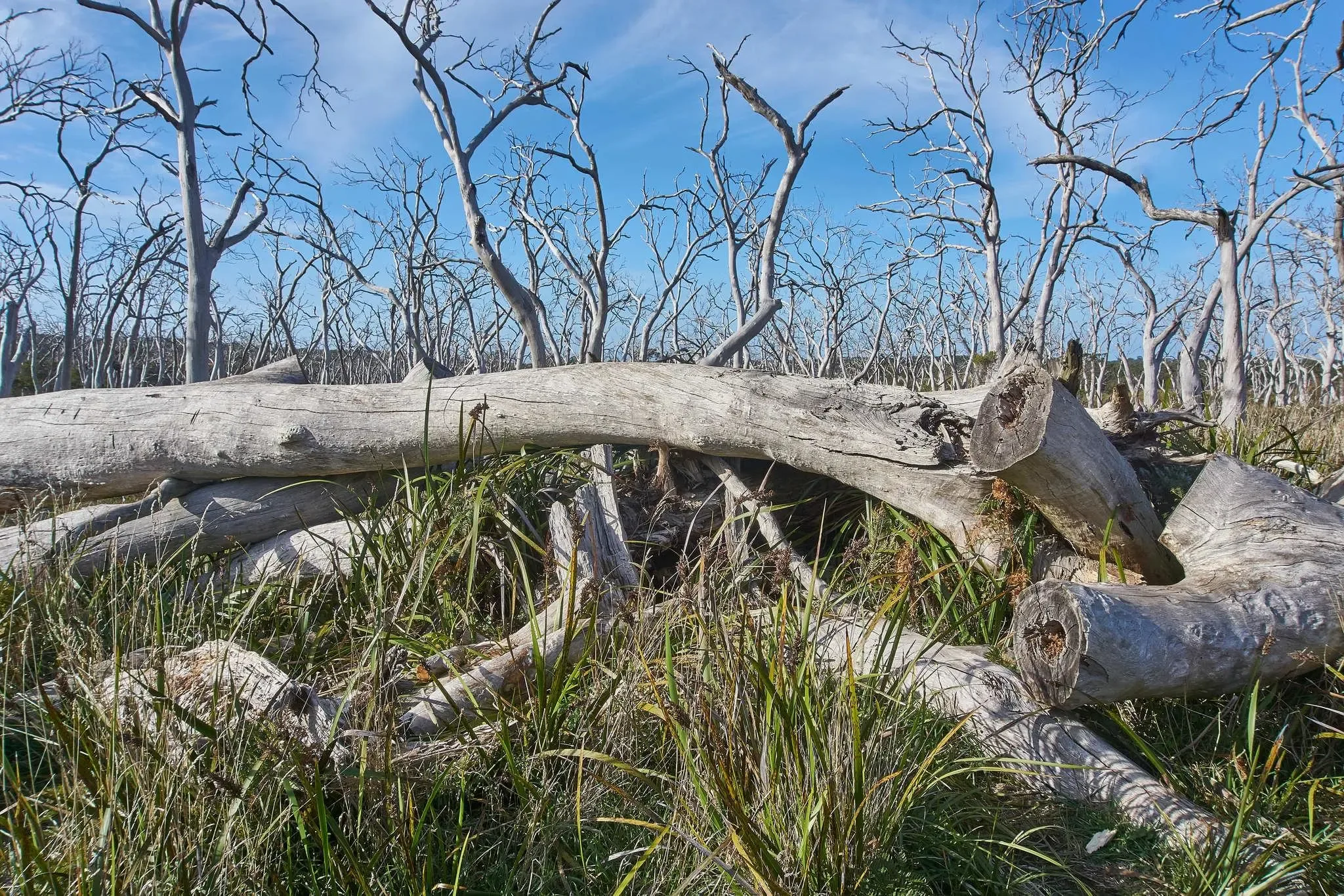 202 photos of Naked Forest