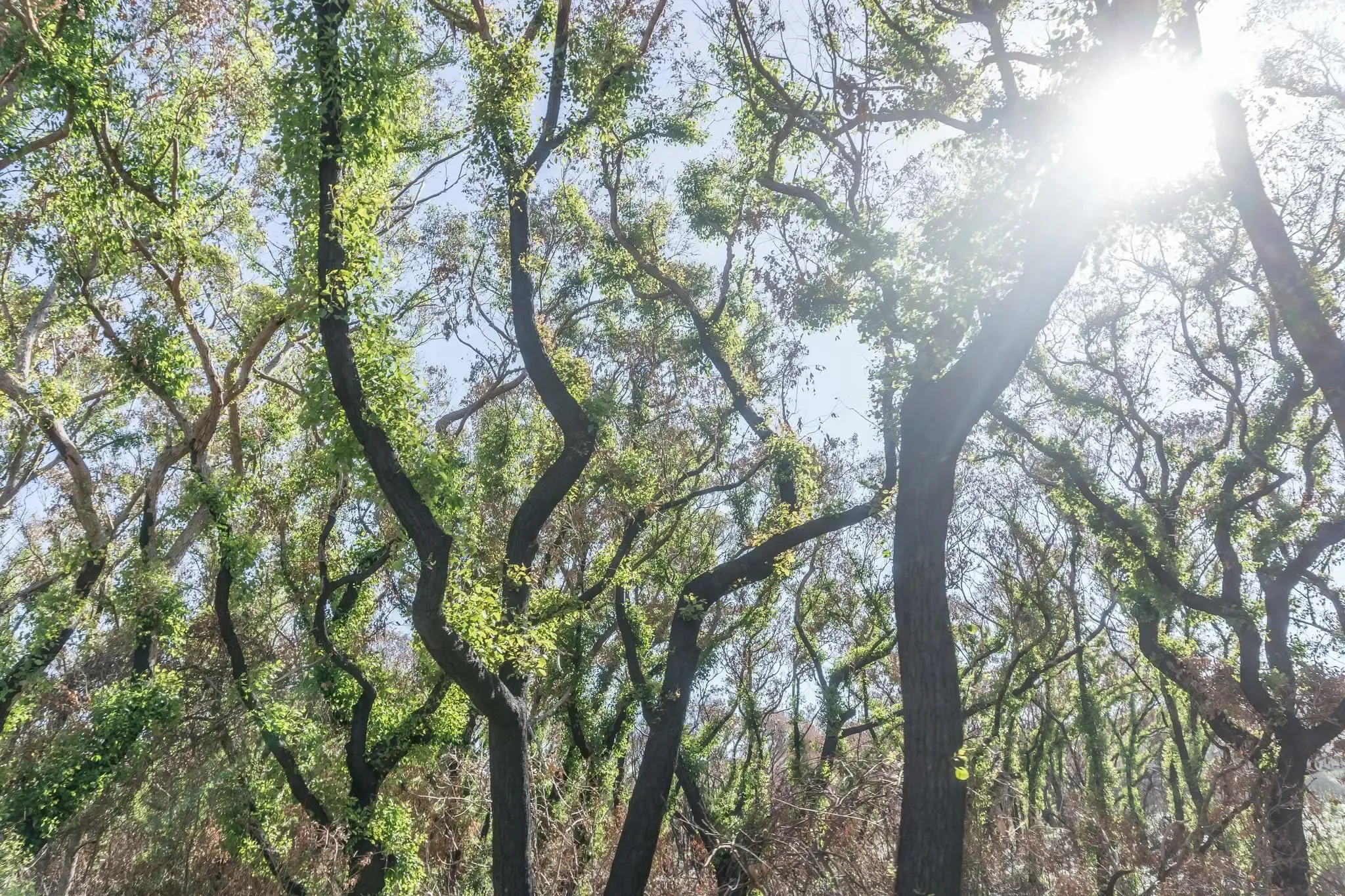 238 photos of Burnt and Regrowing Australian Forest