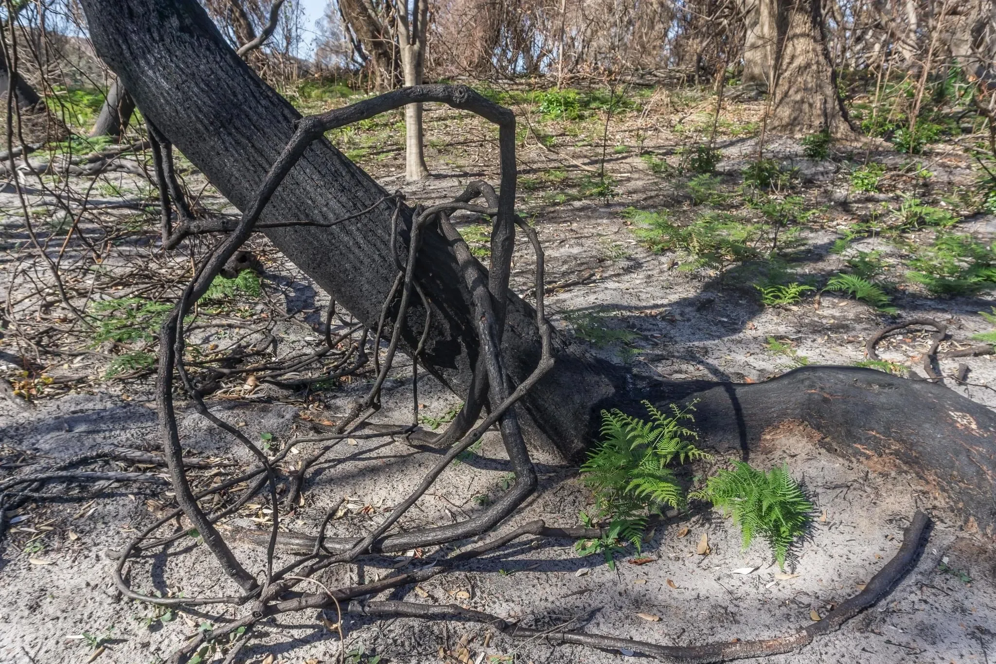 238 photos of Burnt and Regrowing Australian Forest